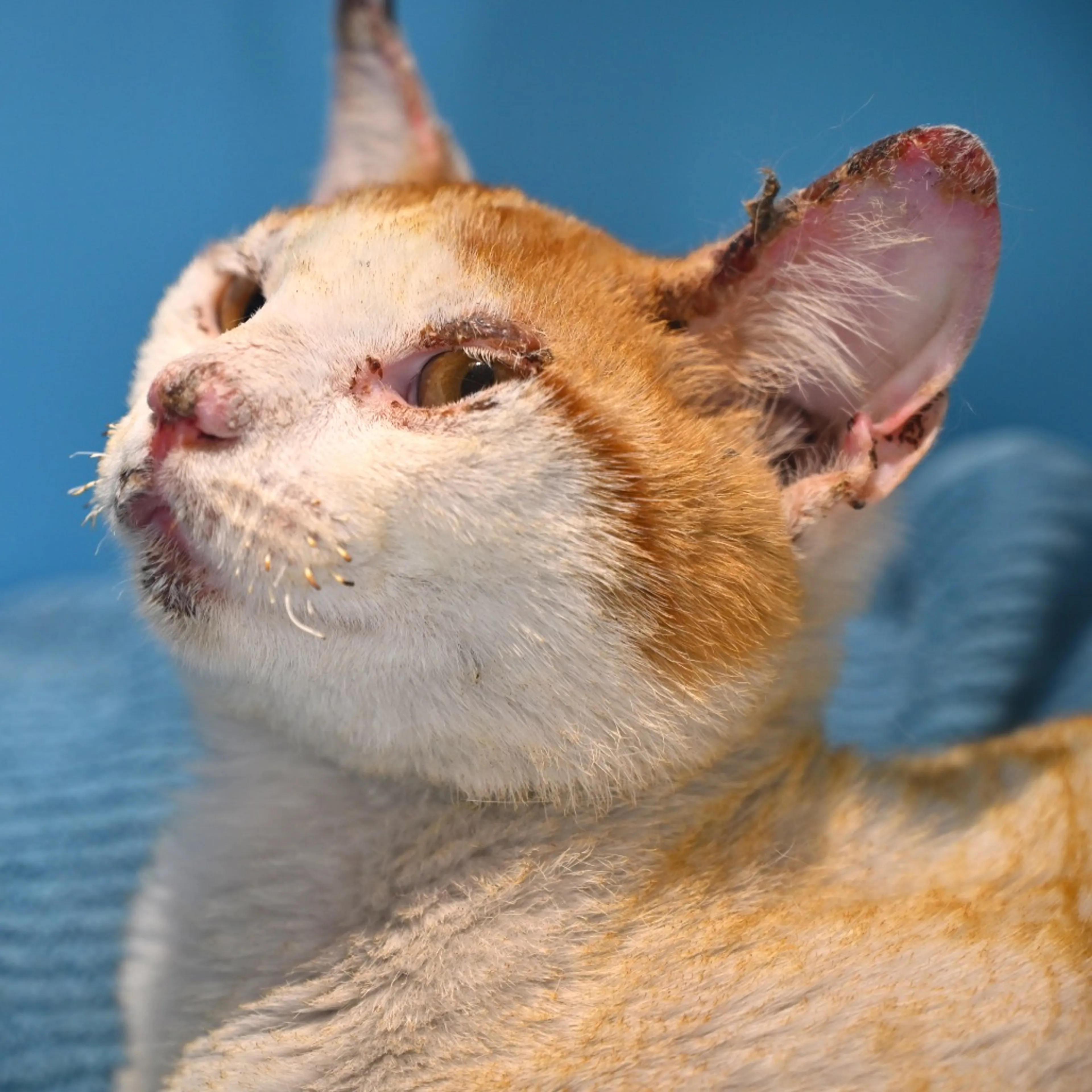 Found pet-5