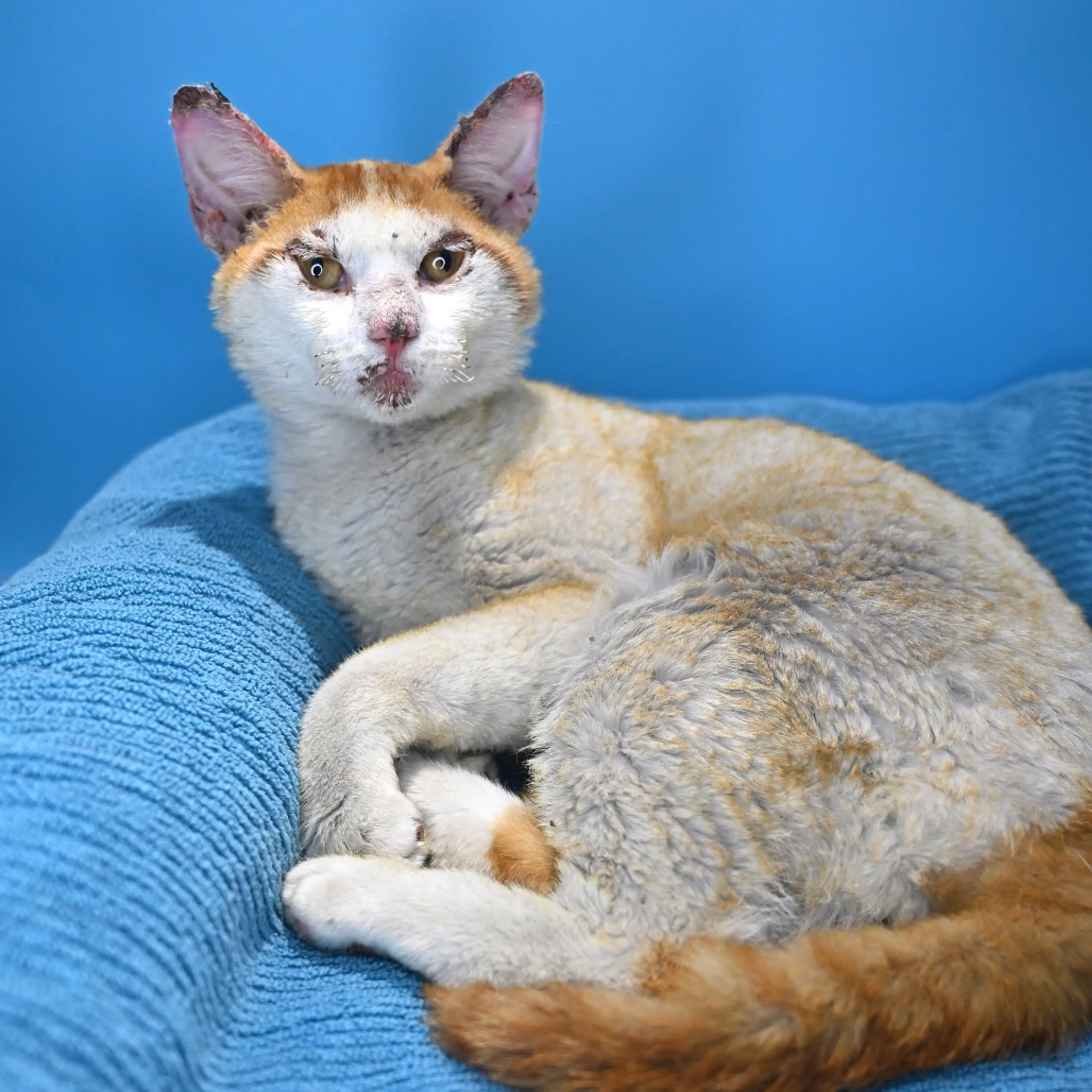Found pet-3