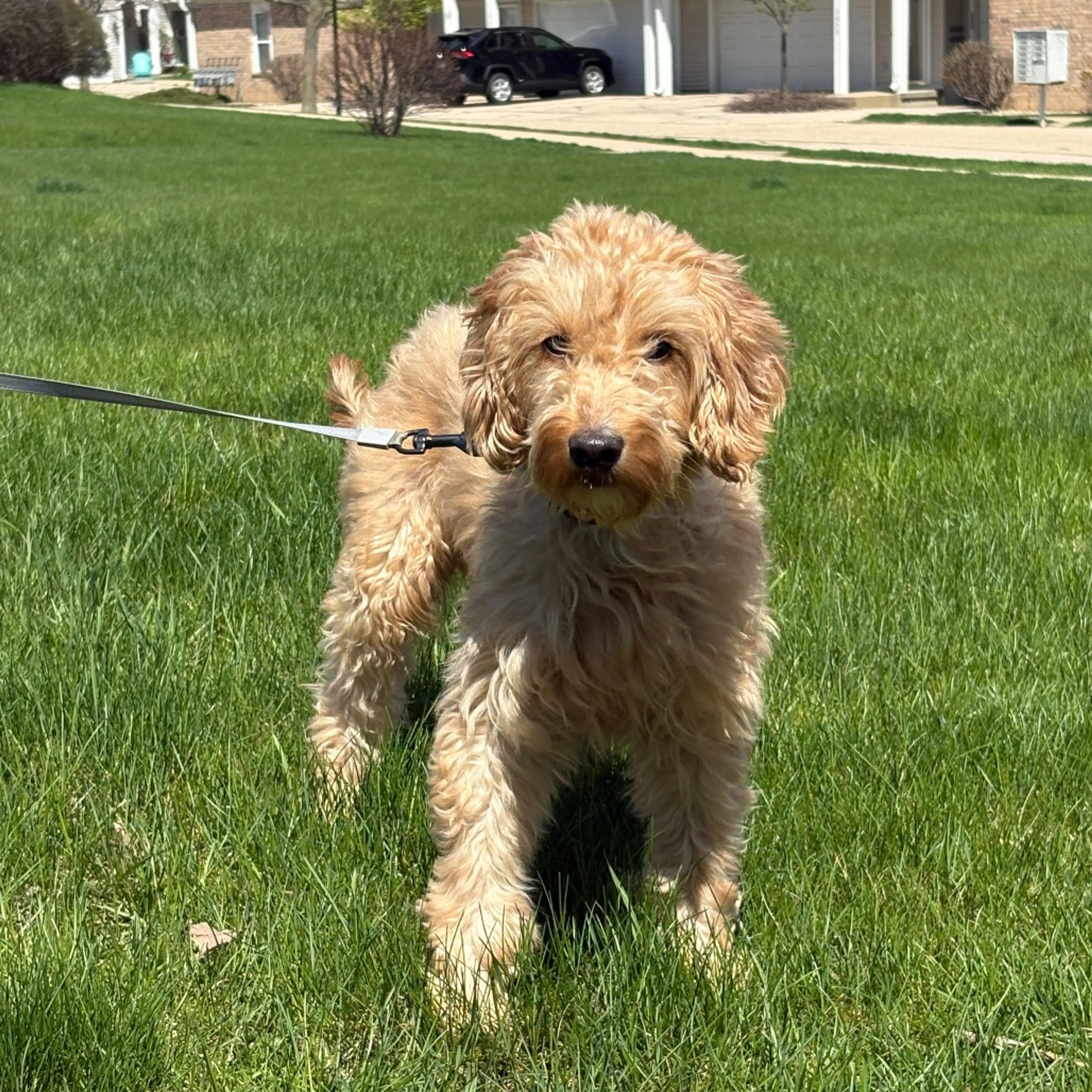 Found pet-1