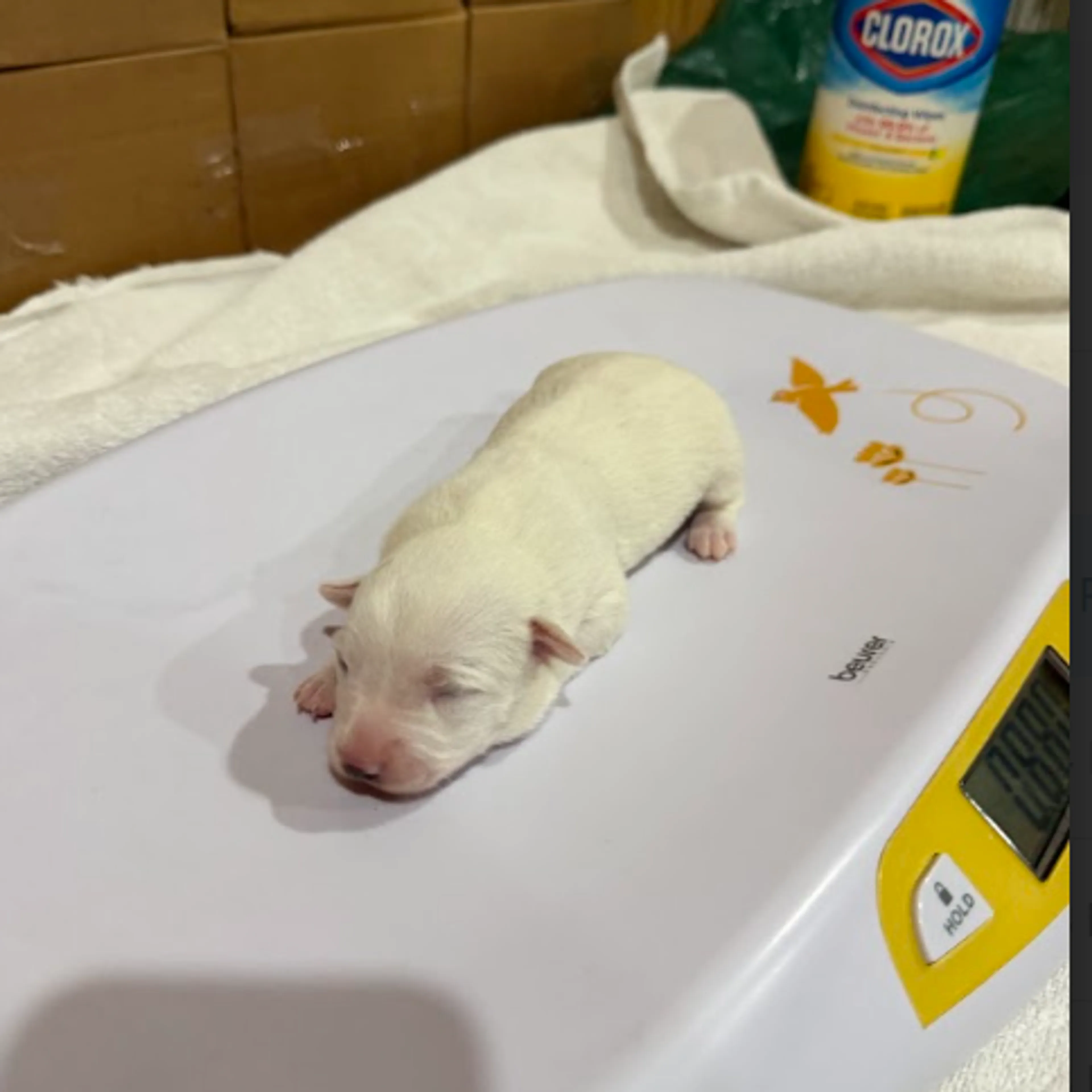 Found pet-1