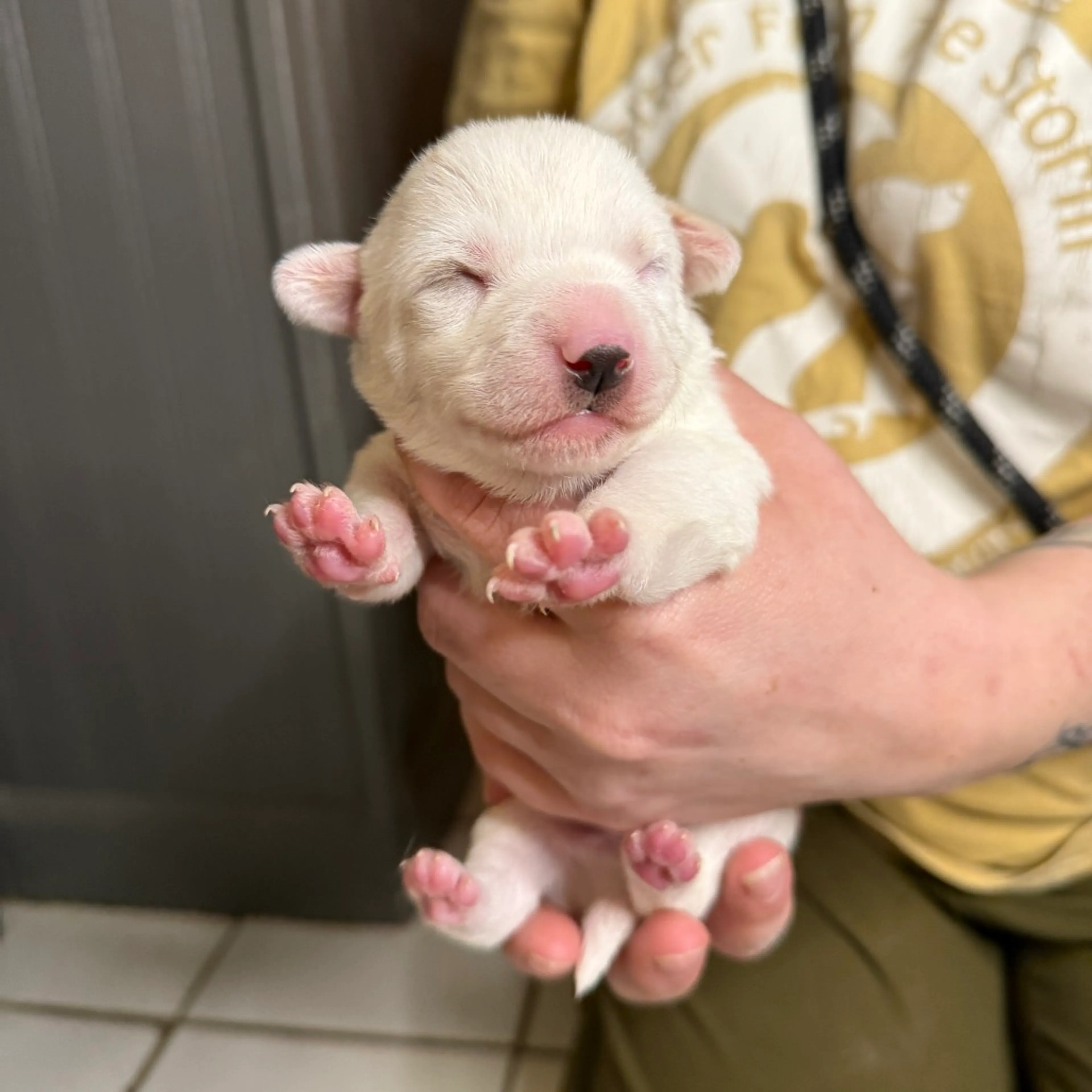 Found pet-2