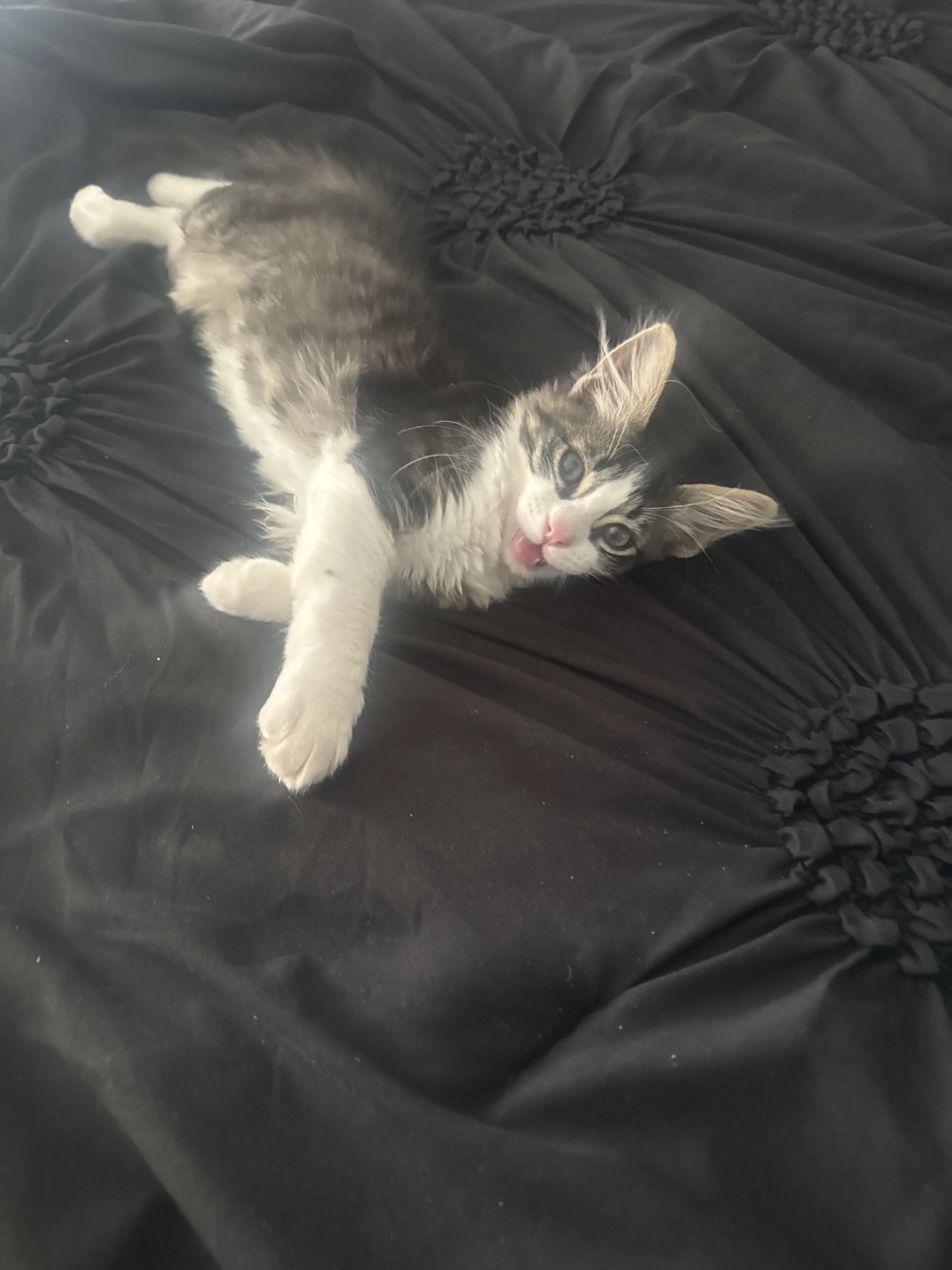 Lost pet