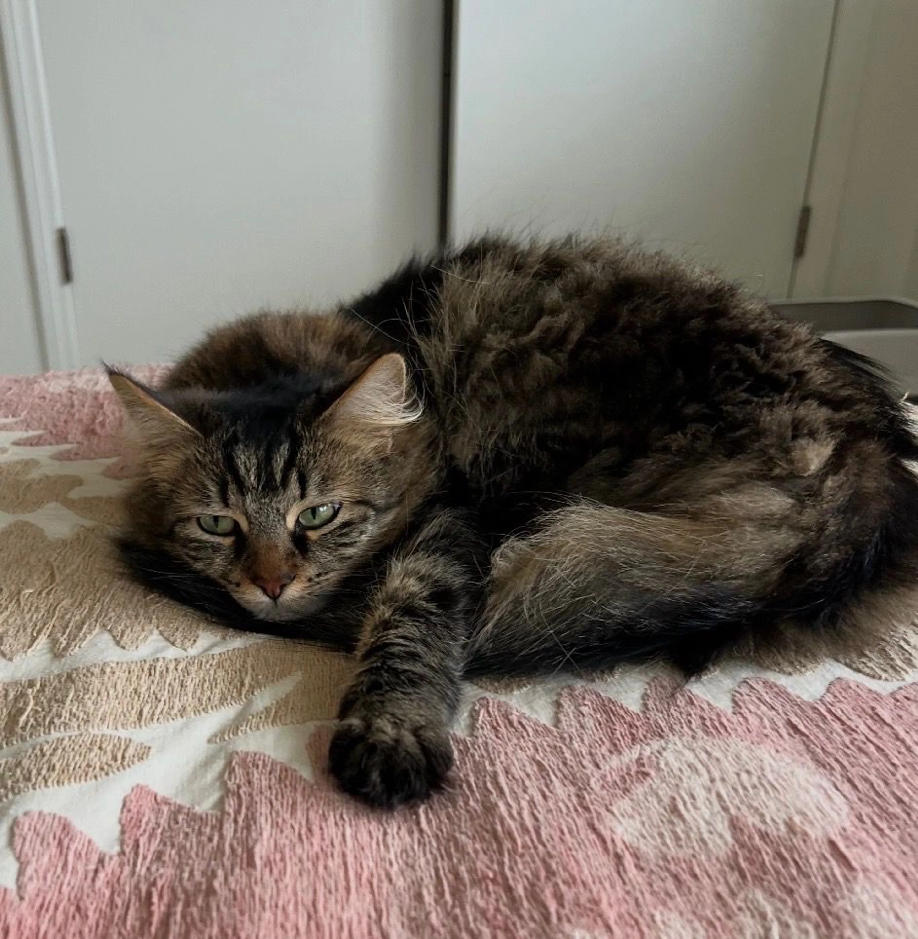Lost pet-3