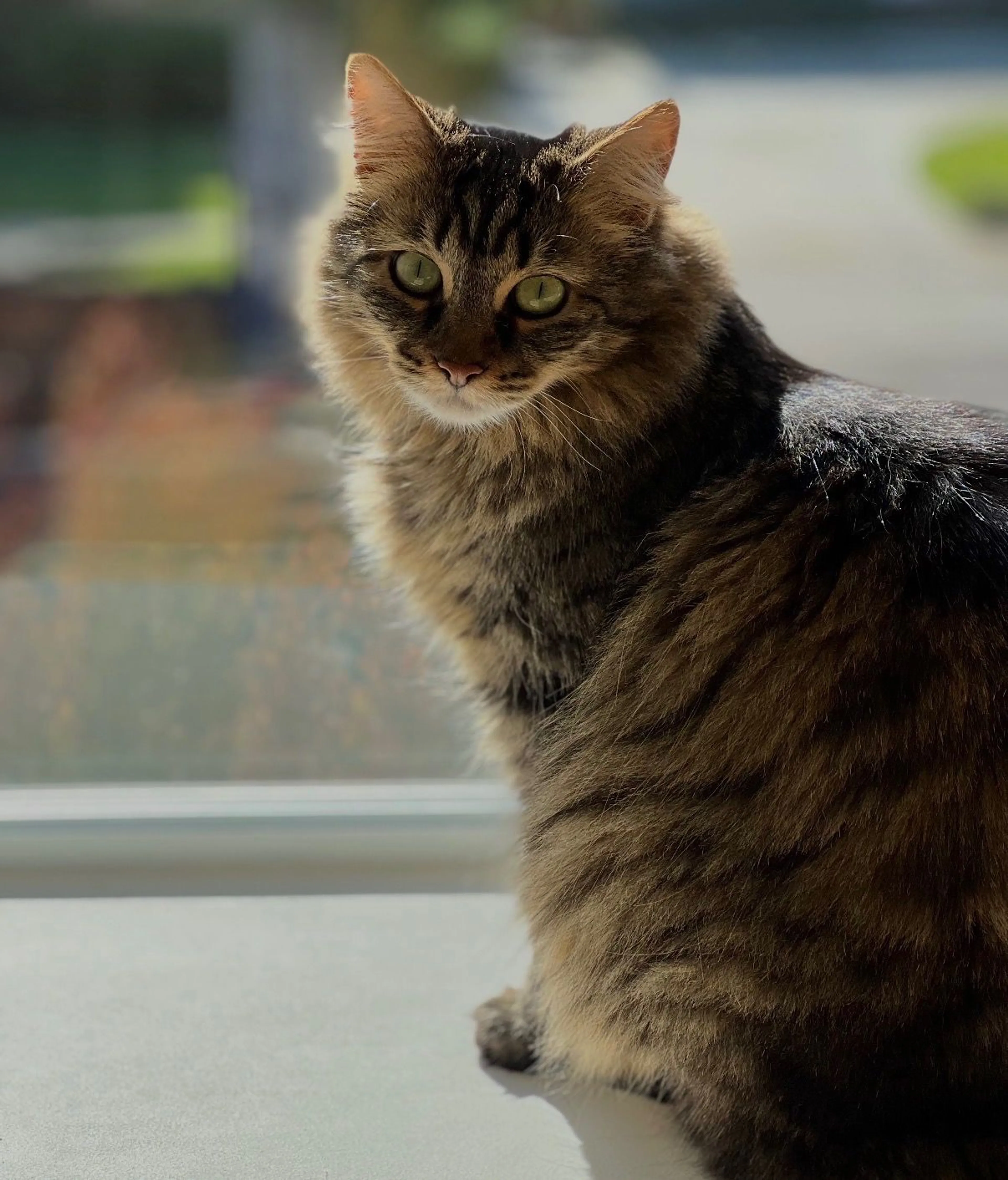 Lost pet-0
