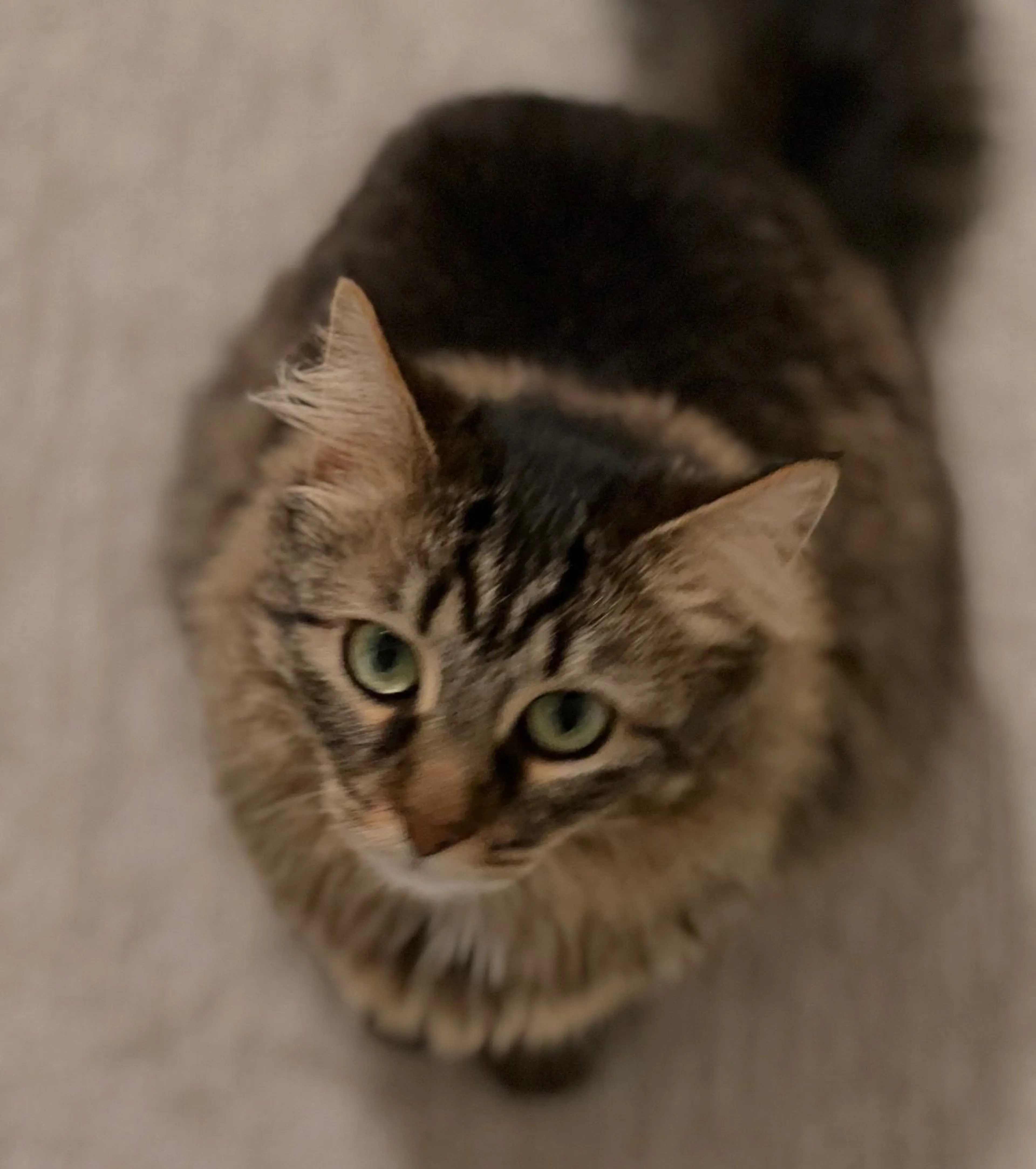 Lost pet-2