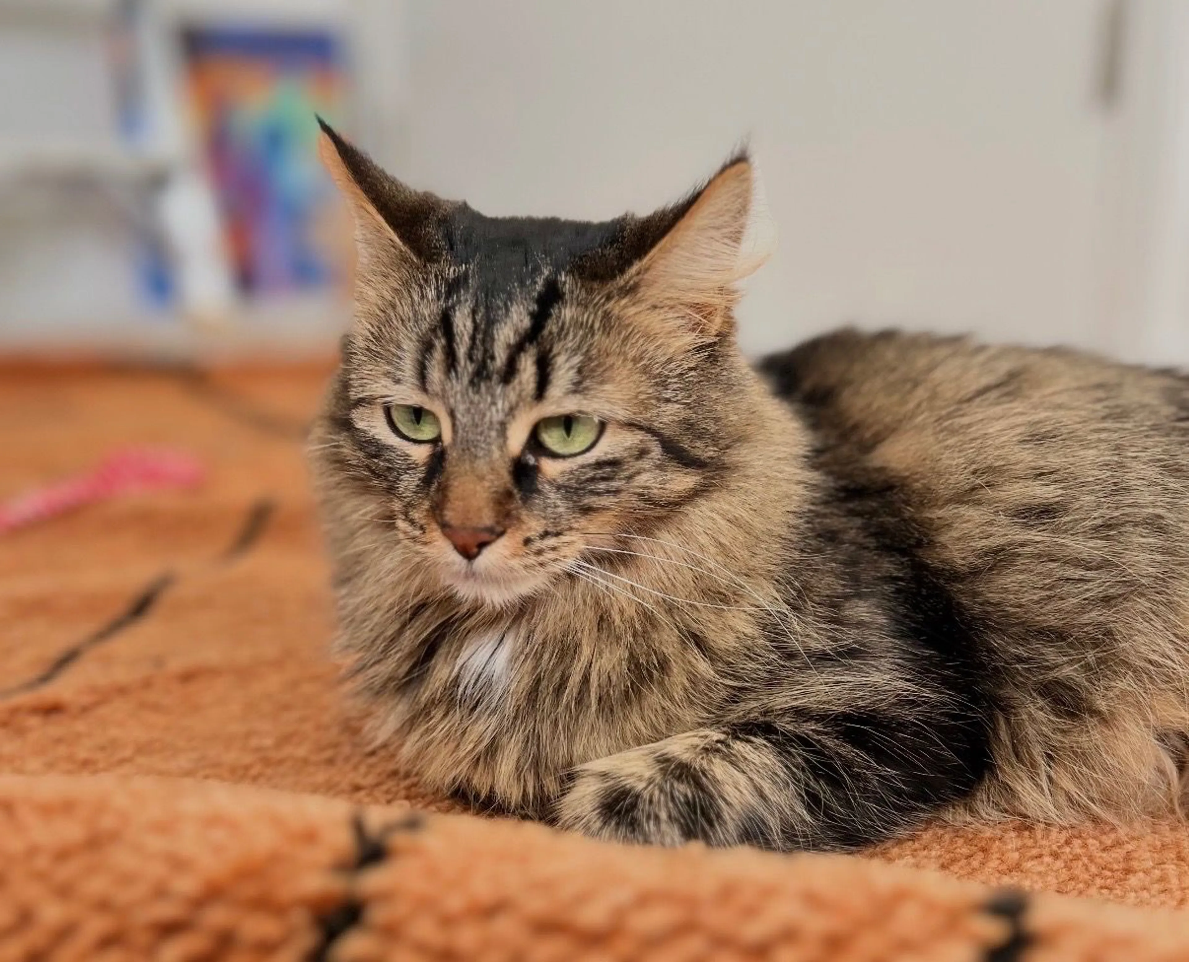 Lost pet-1