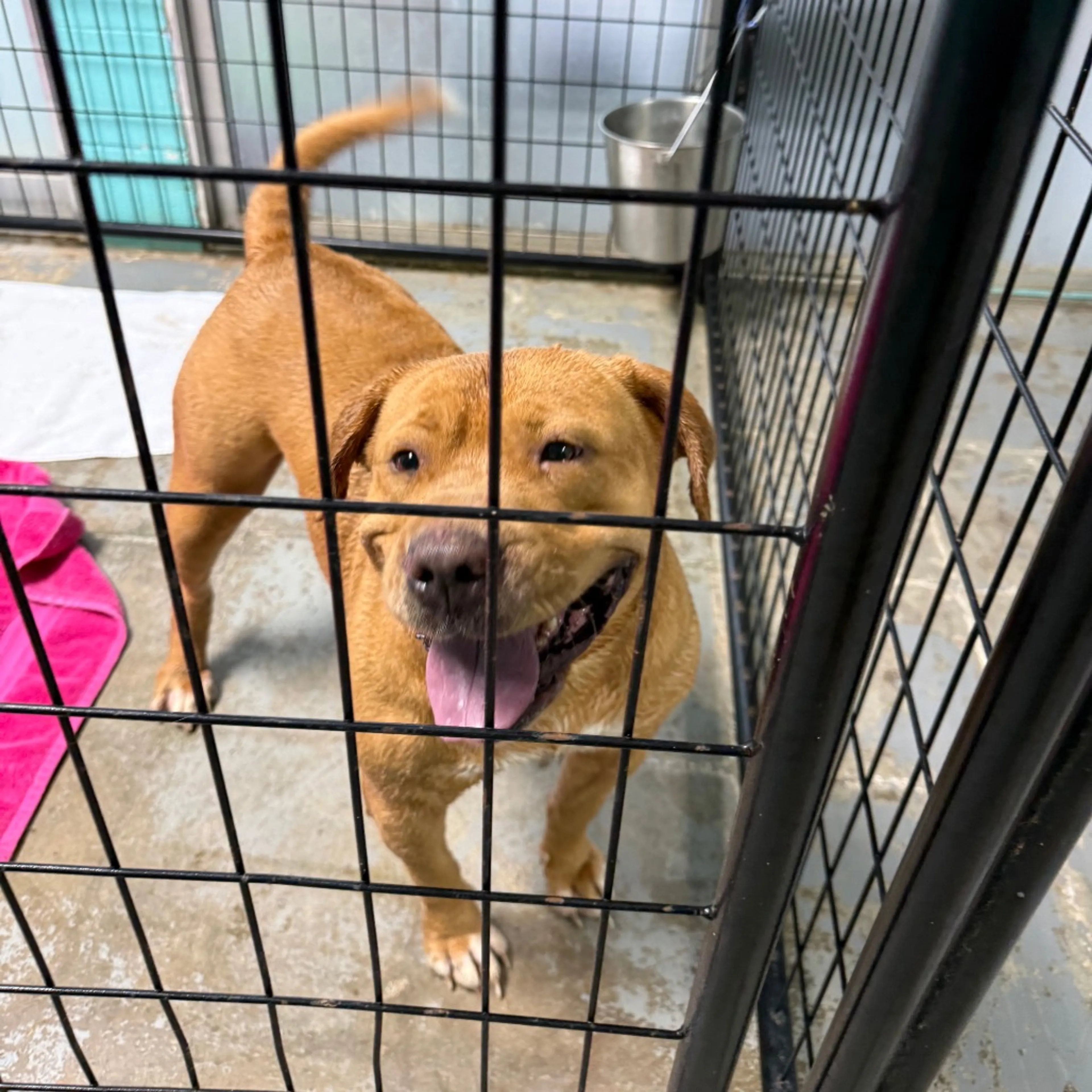 Found pet-1