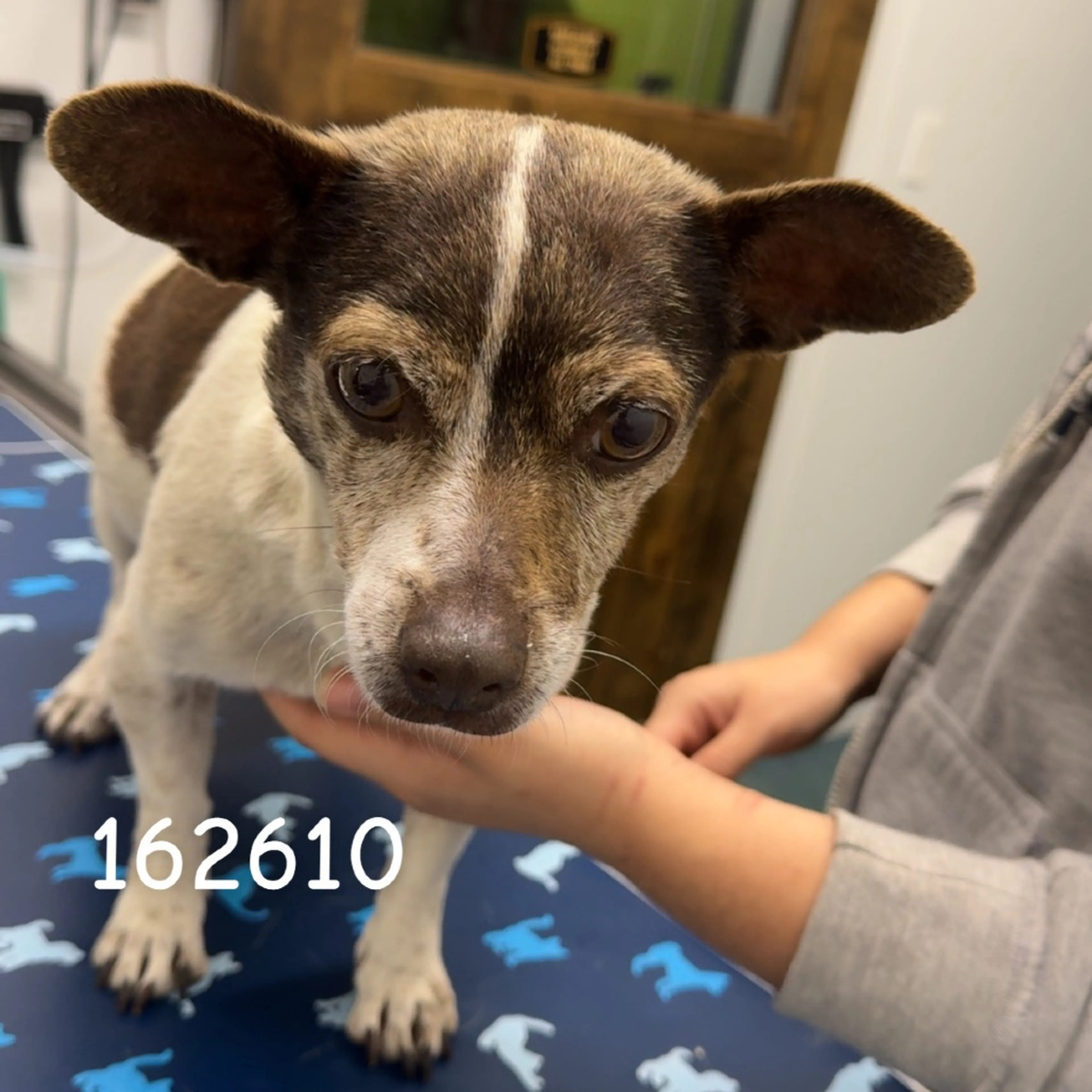 Found pet