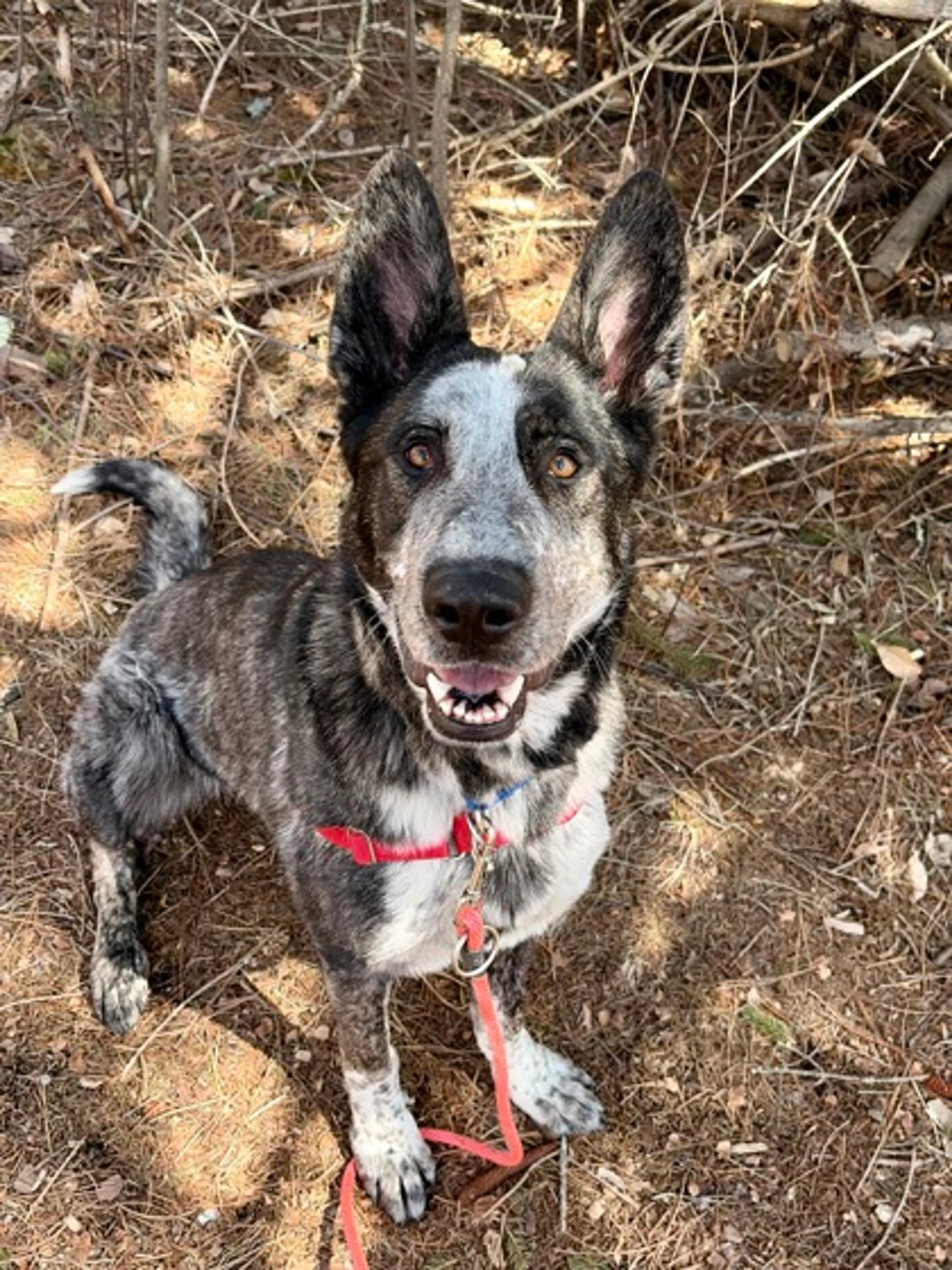 Found pet-1