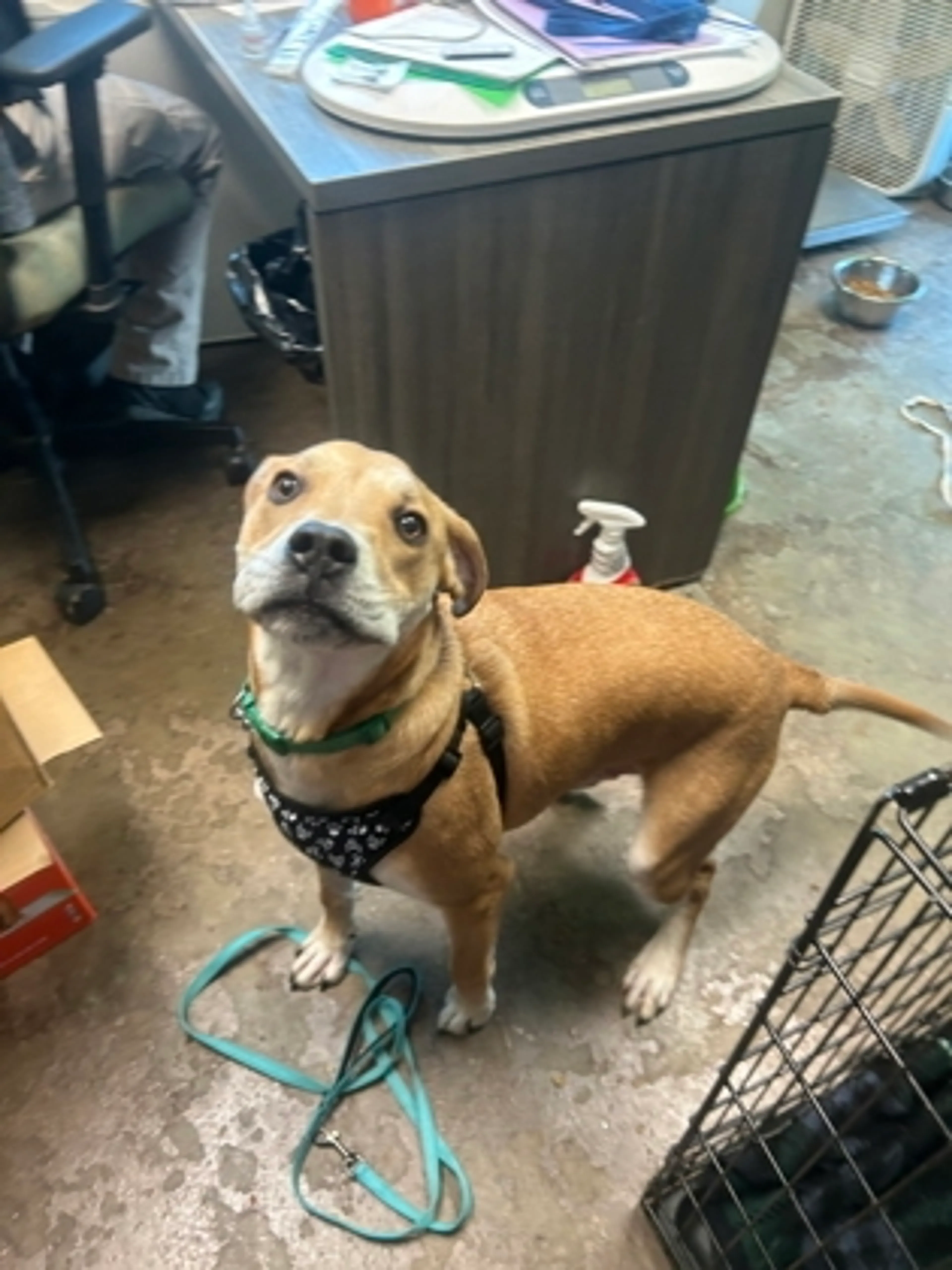 Found pet-0