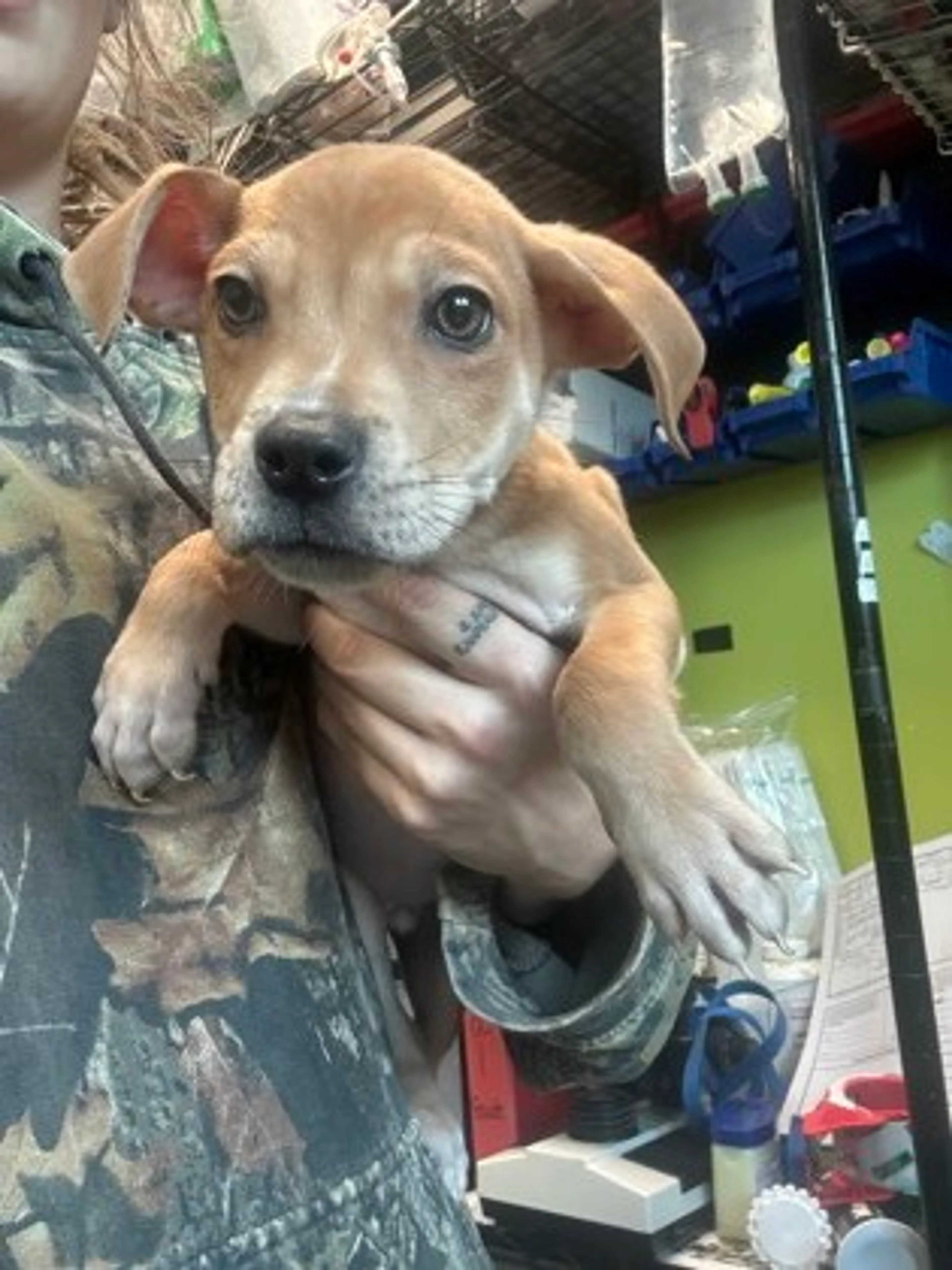 Found pet-1
