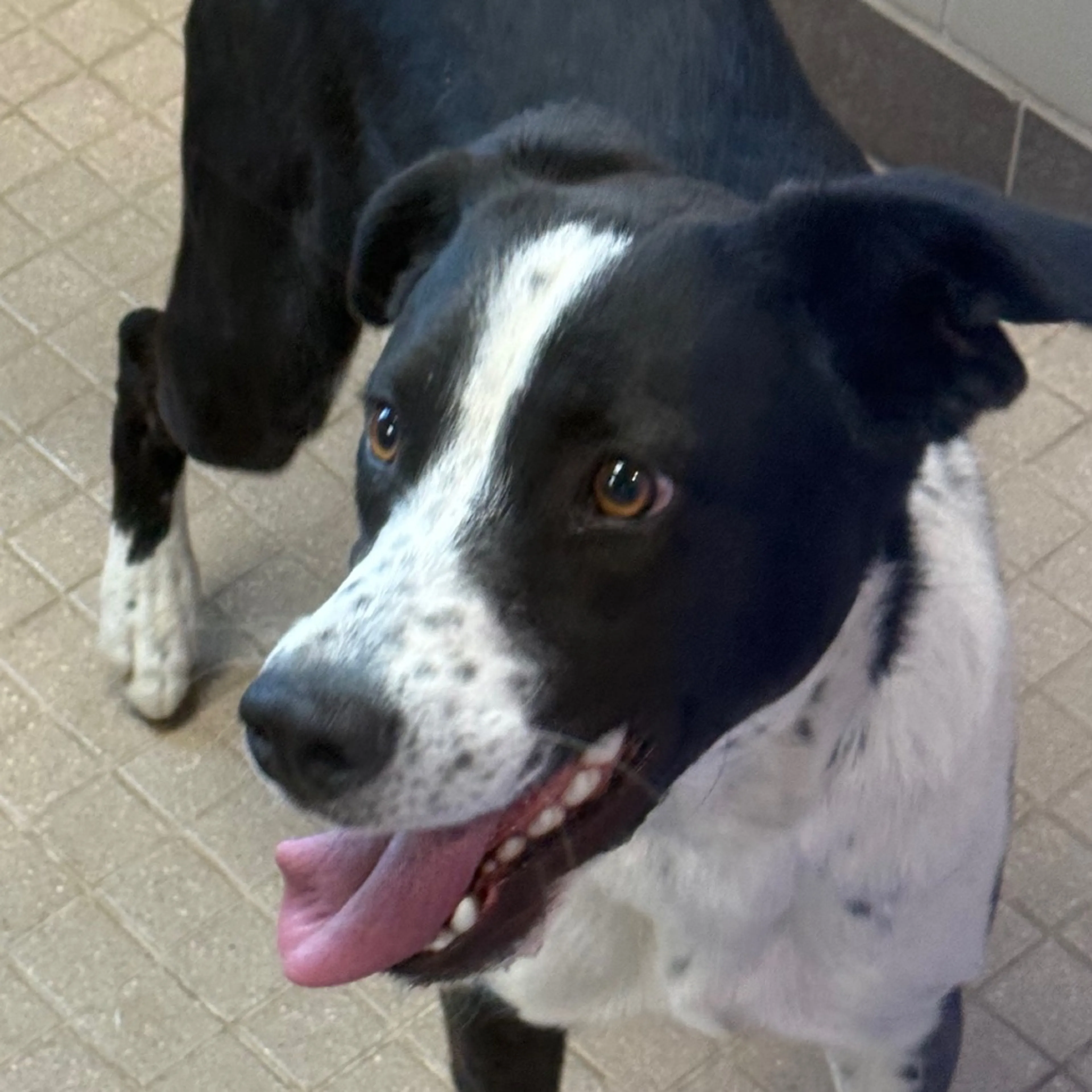Found pet-3