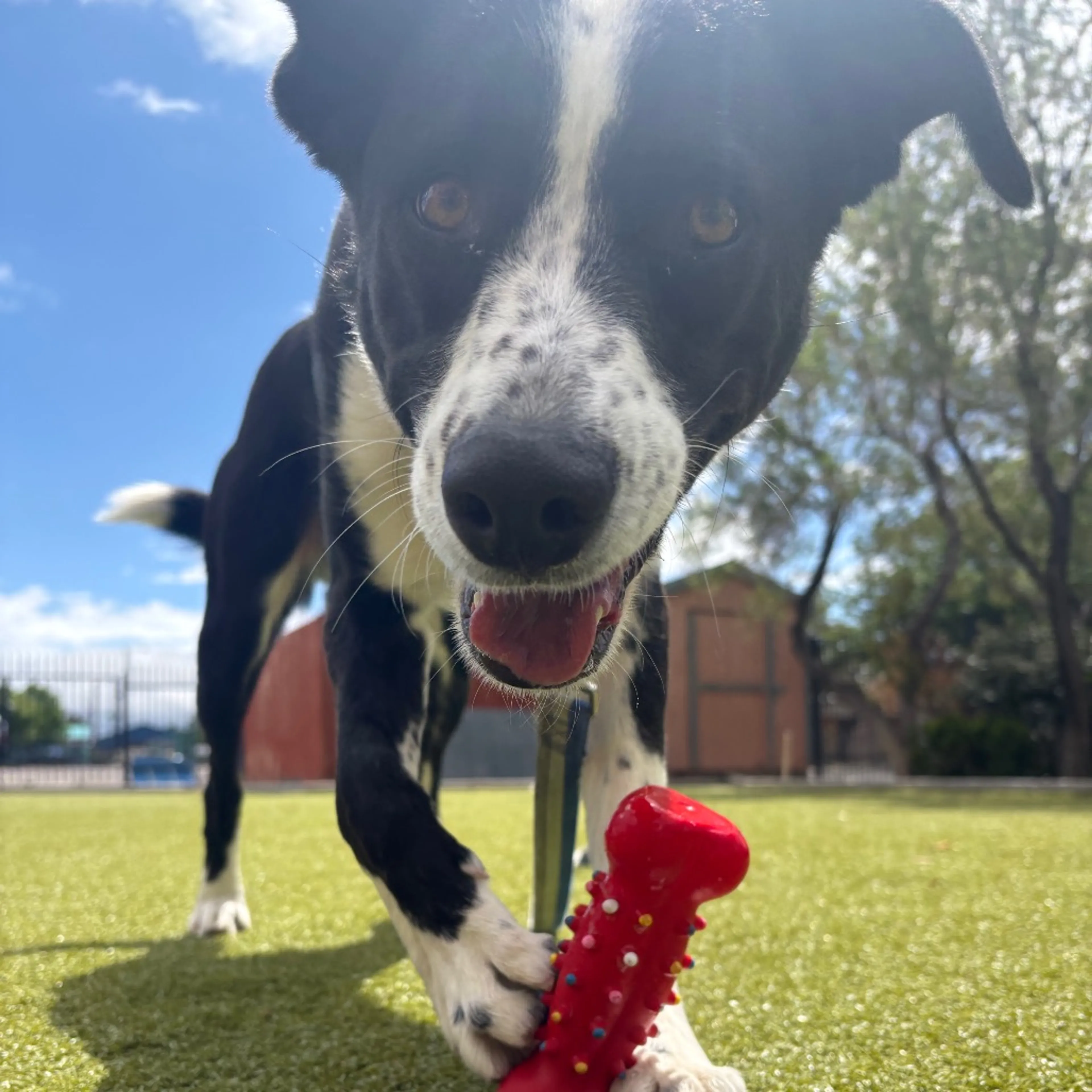 Found pet-8