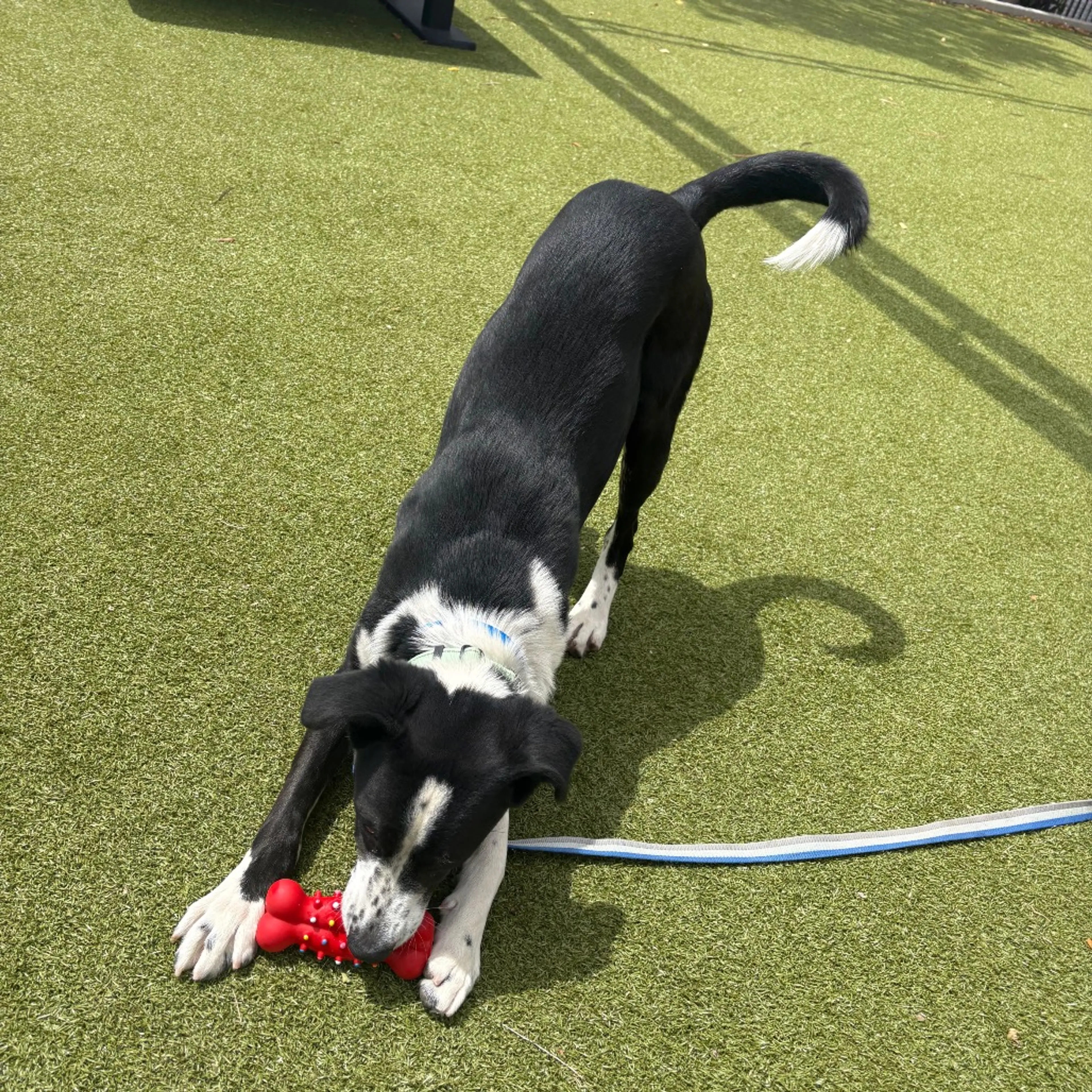 Found pet-13
