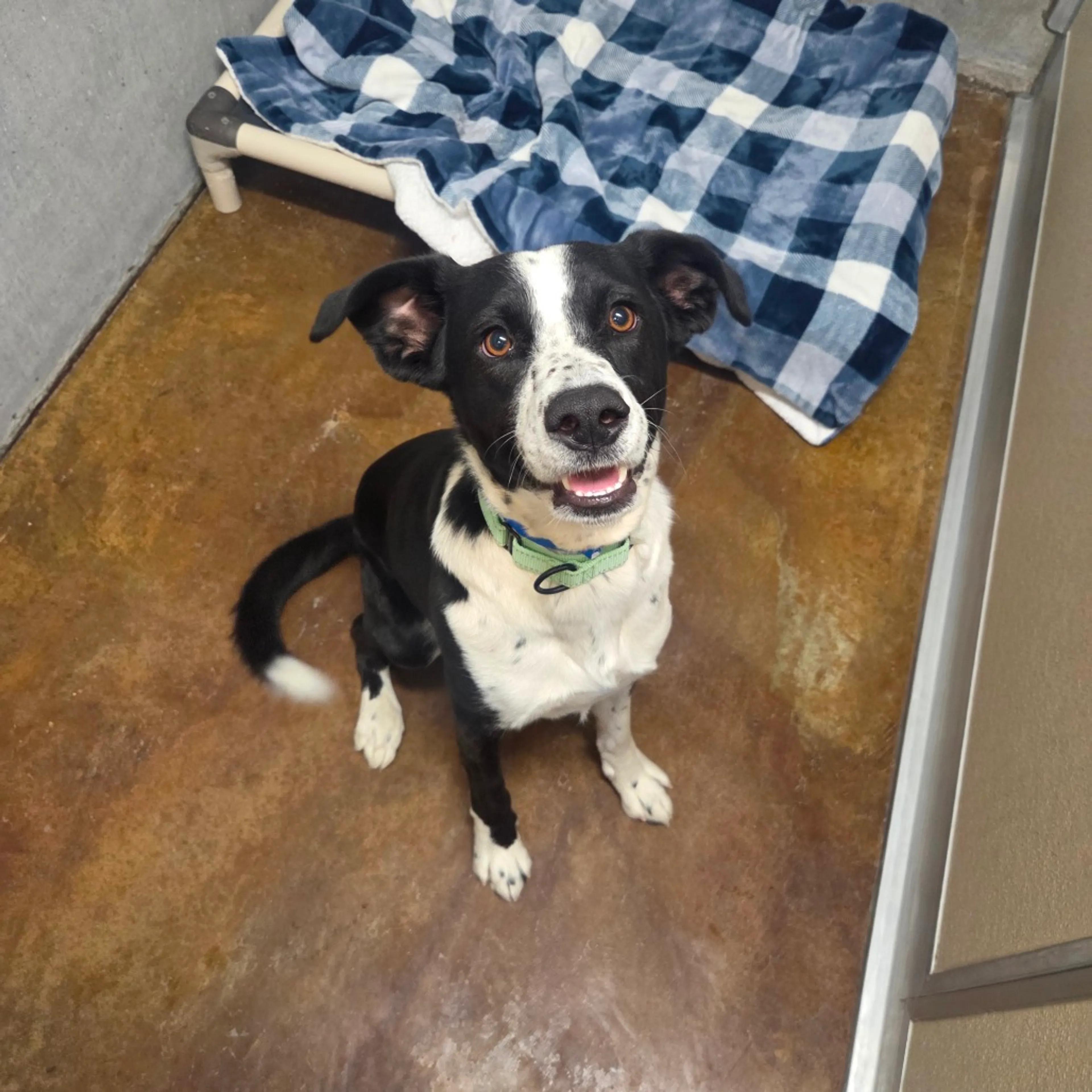 Found pet-1