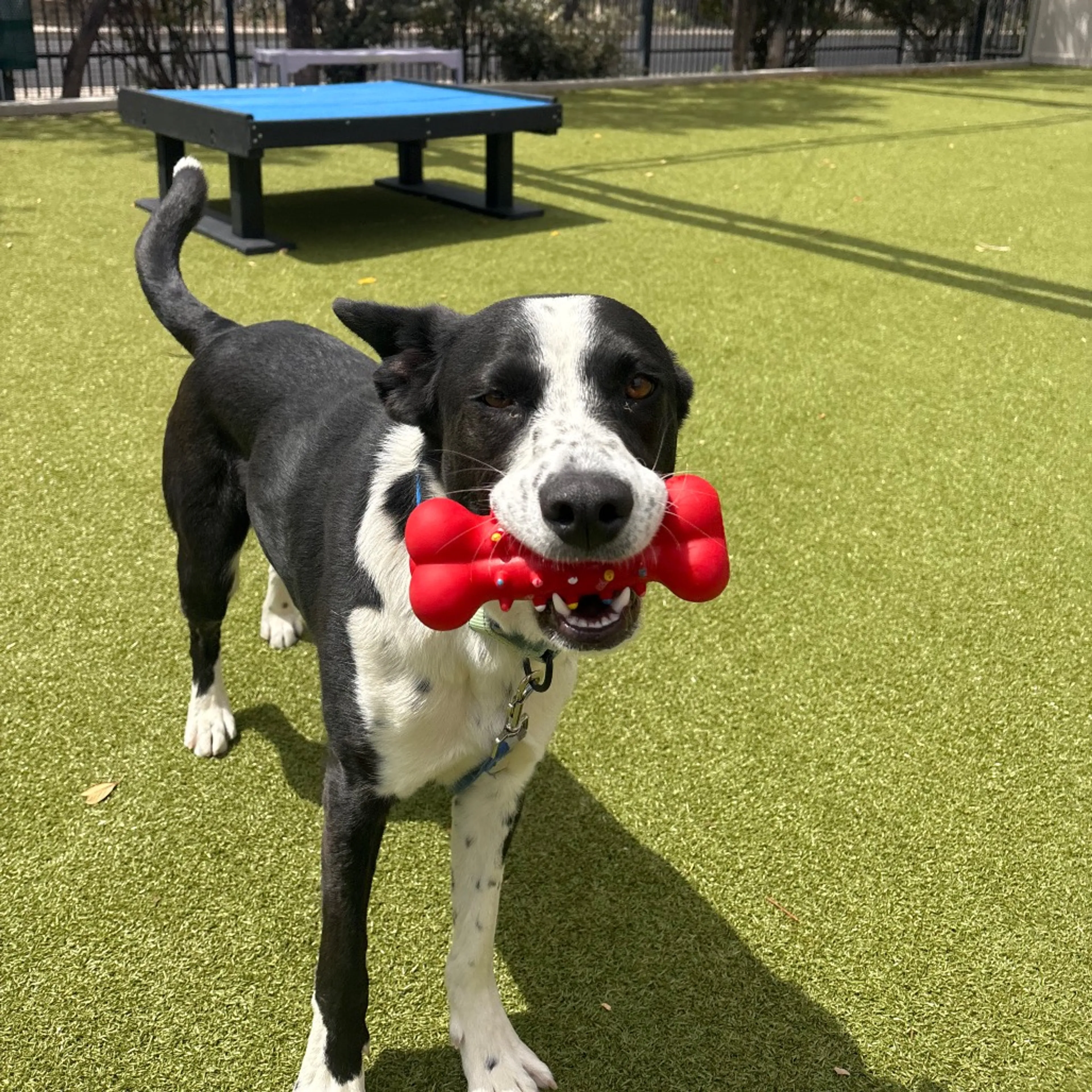 Found pet-9