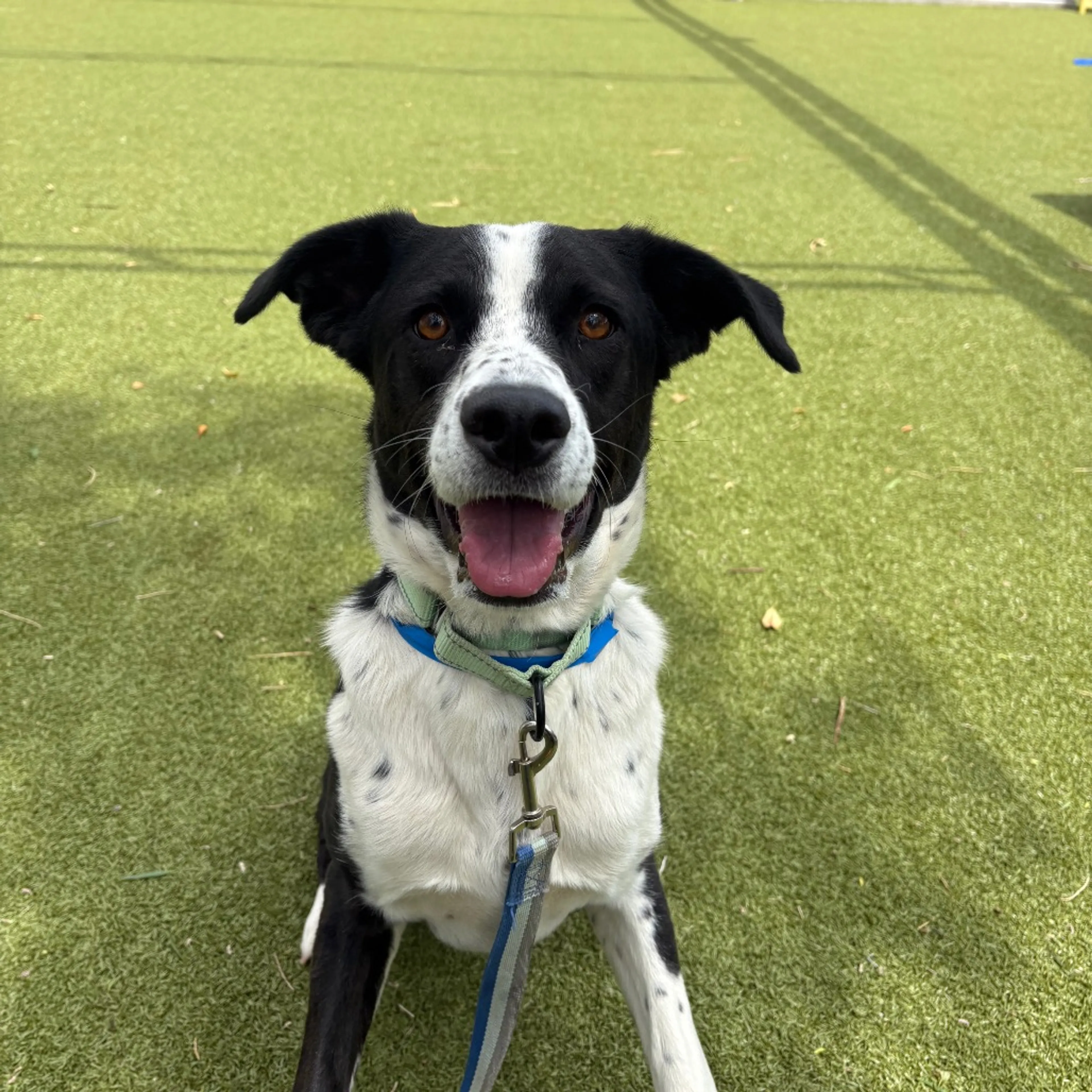 Found pet-5
