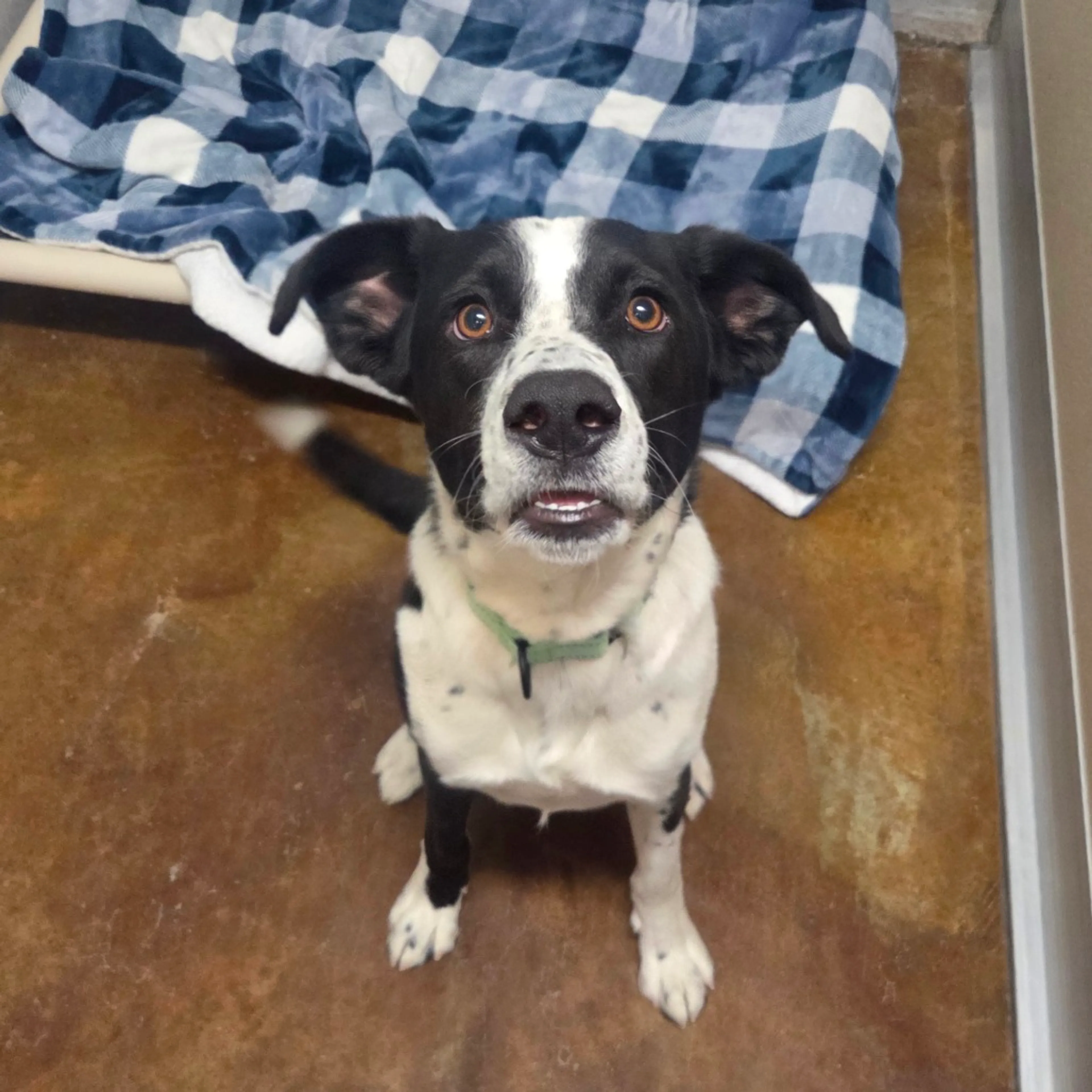 Found pet-2