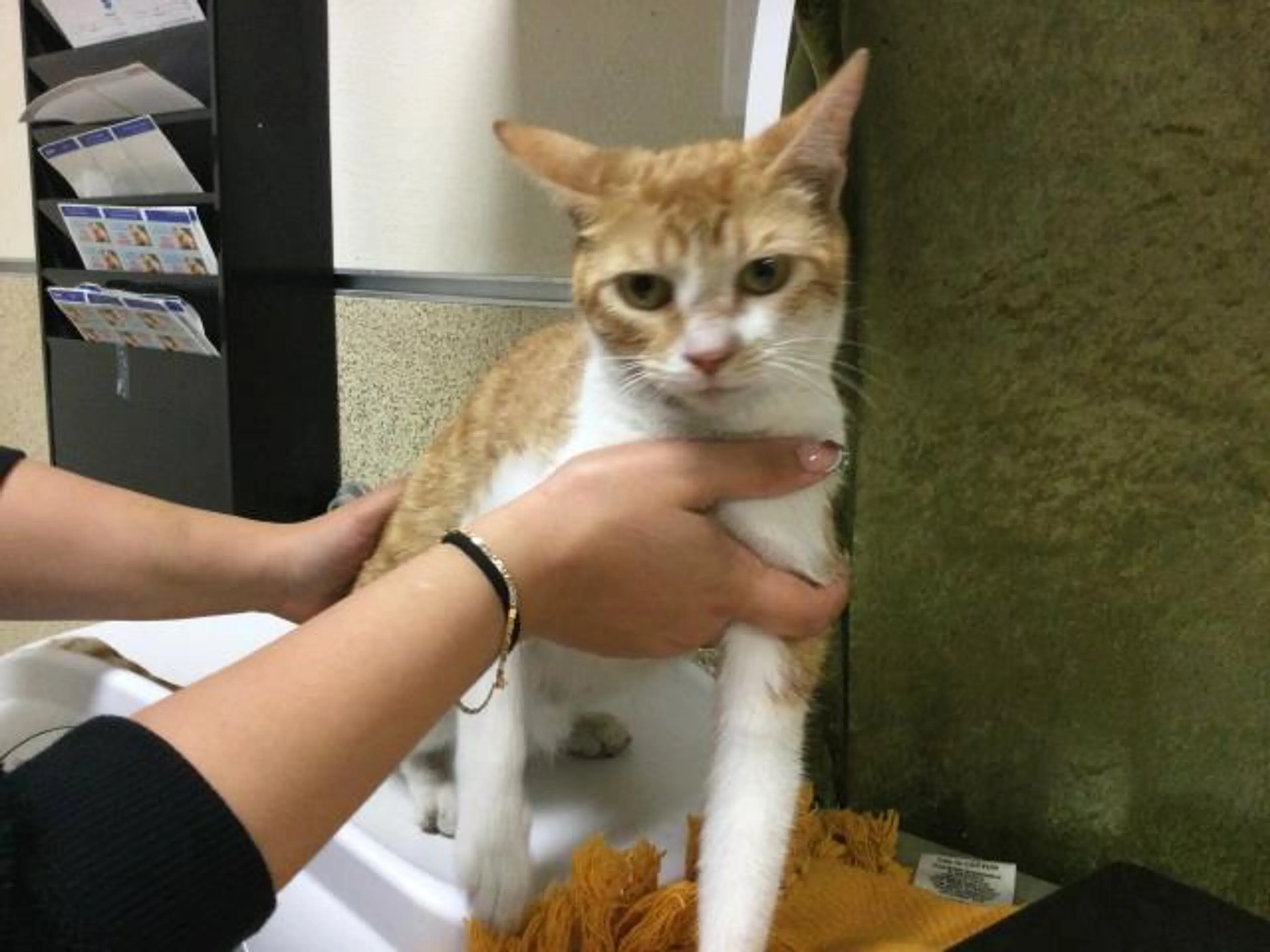 Found pet