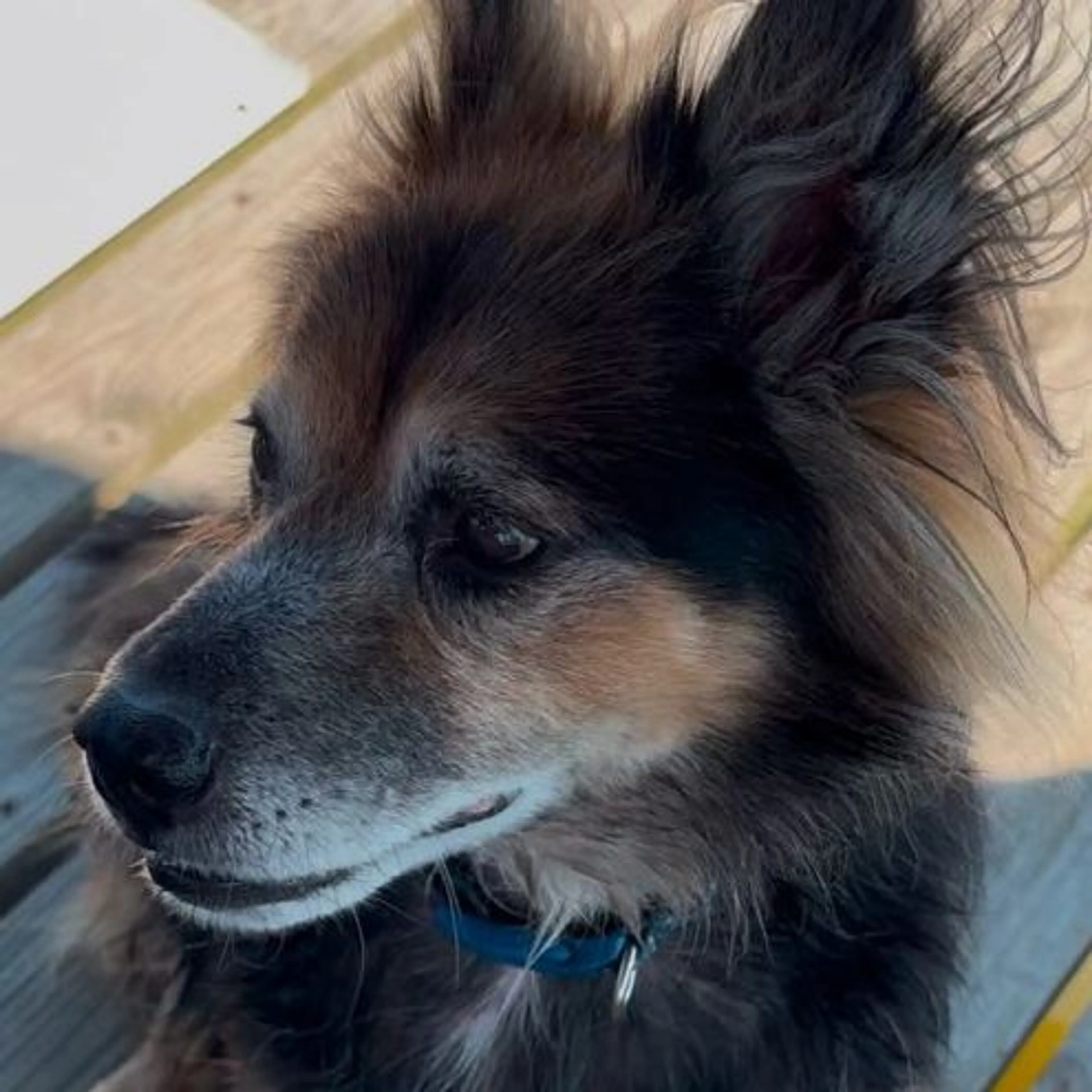 Found pet
