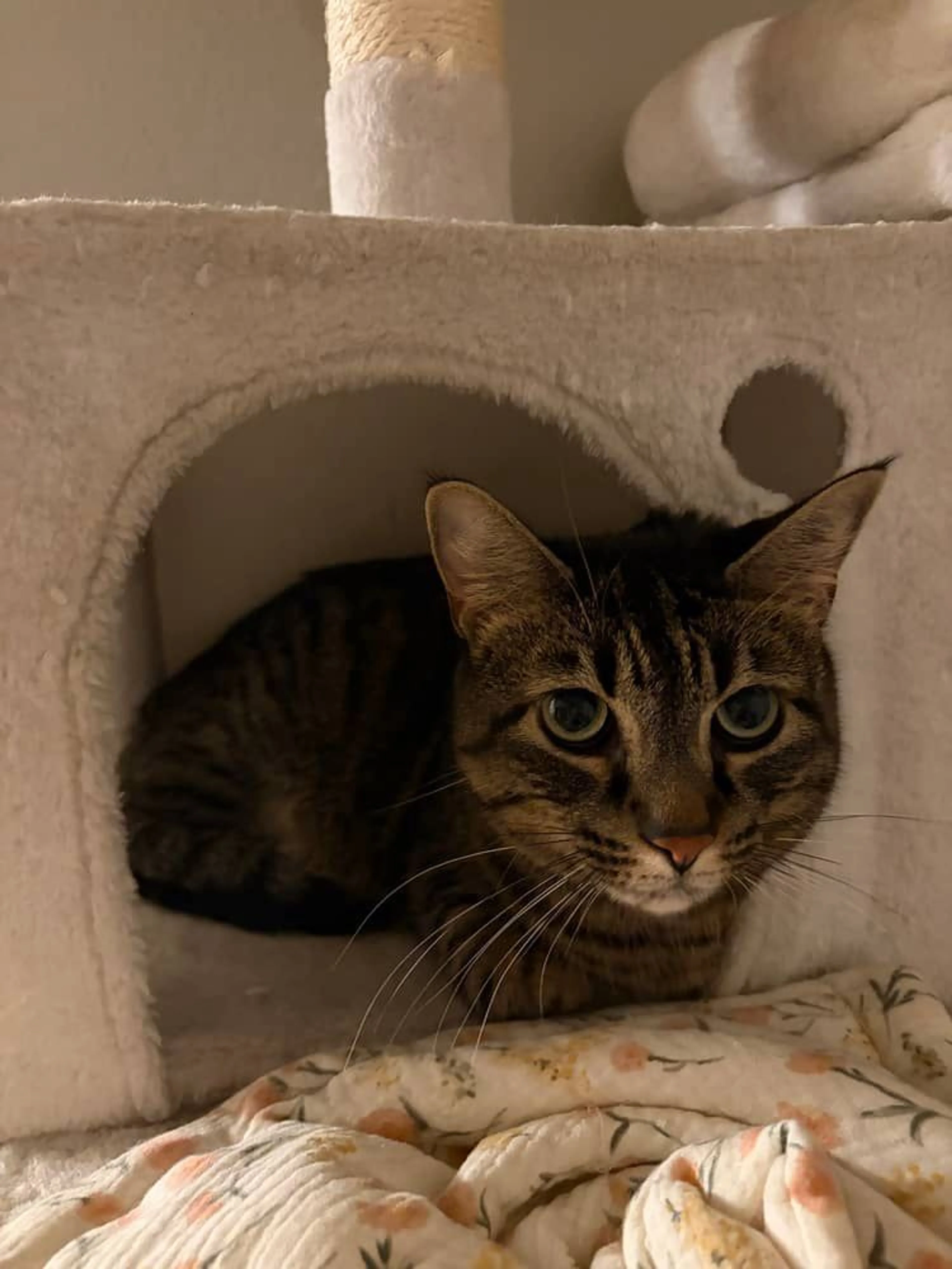 Lost pet-0