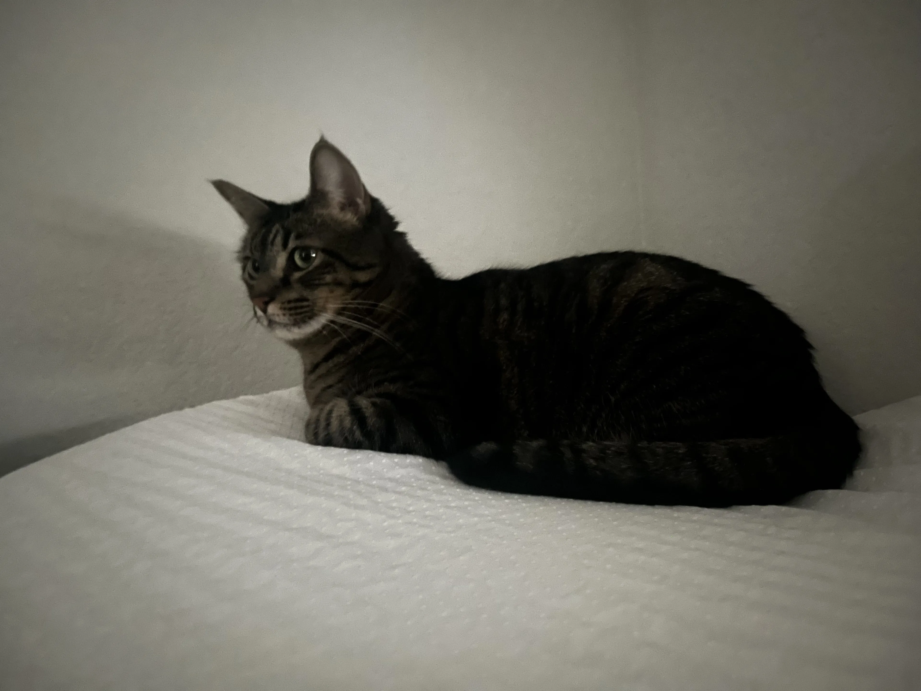 Lost pet-1