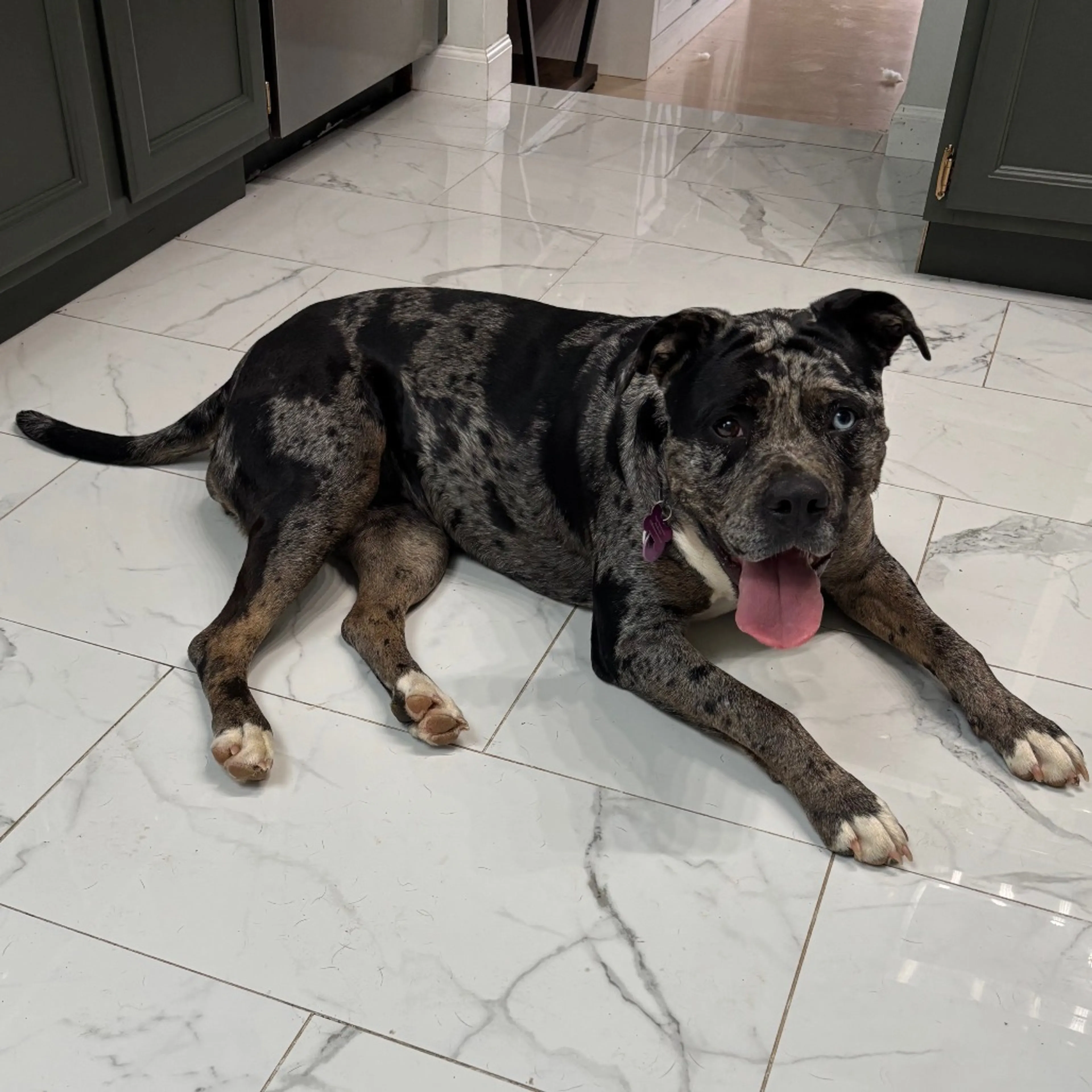Found pet-7