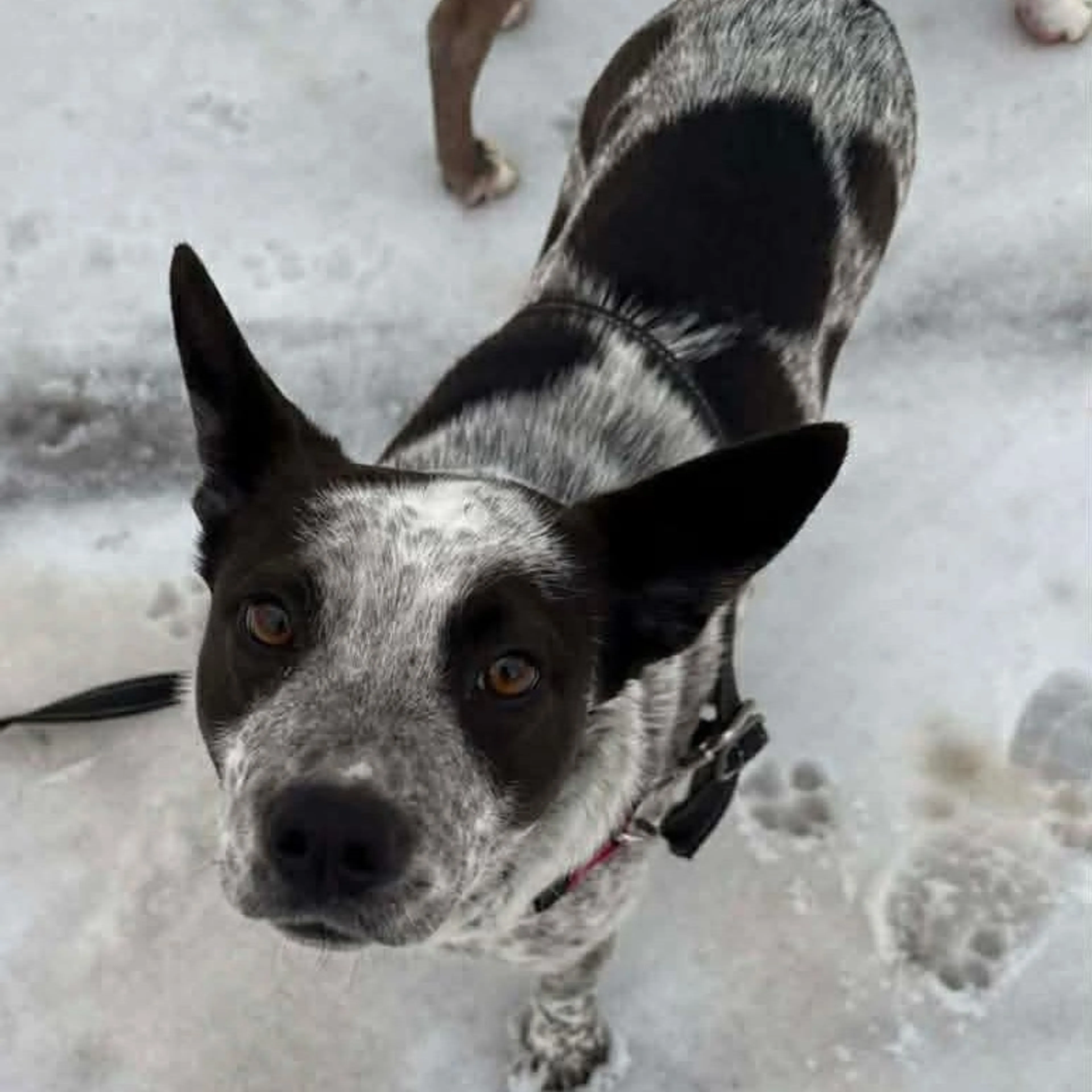 Found pet-2