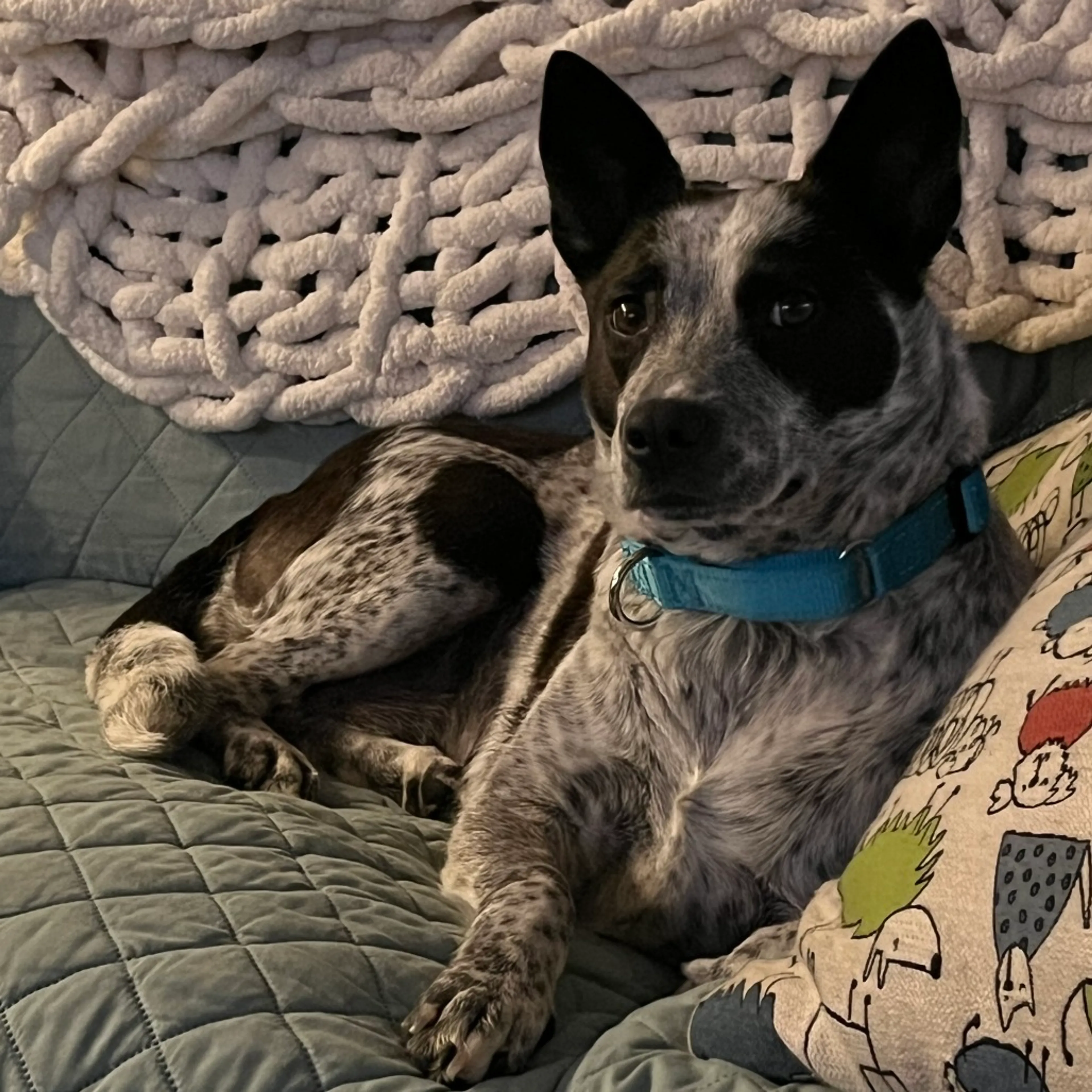 Found pet-3