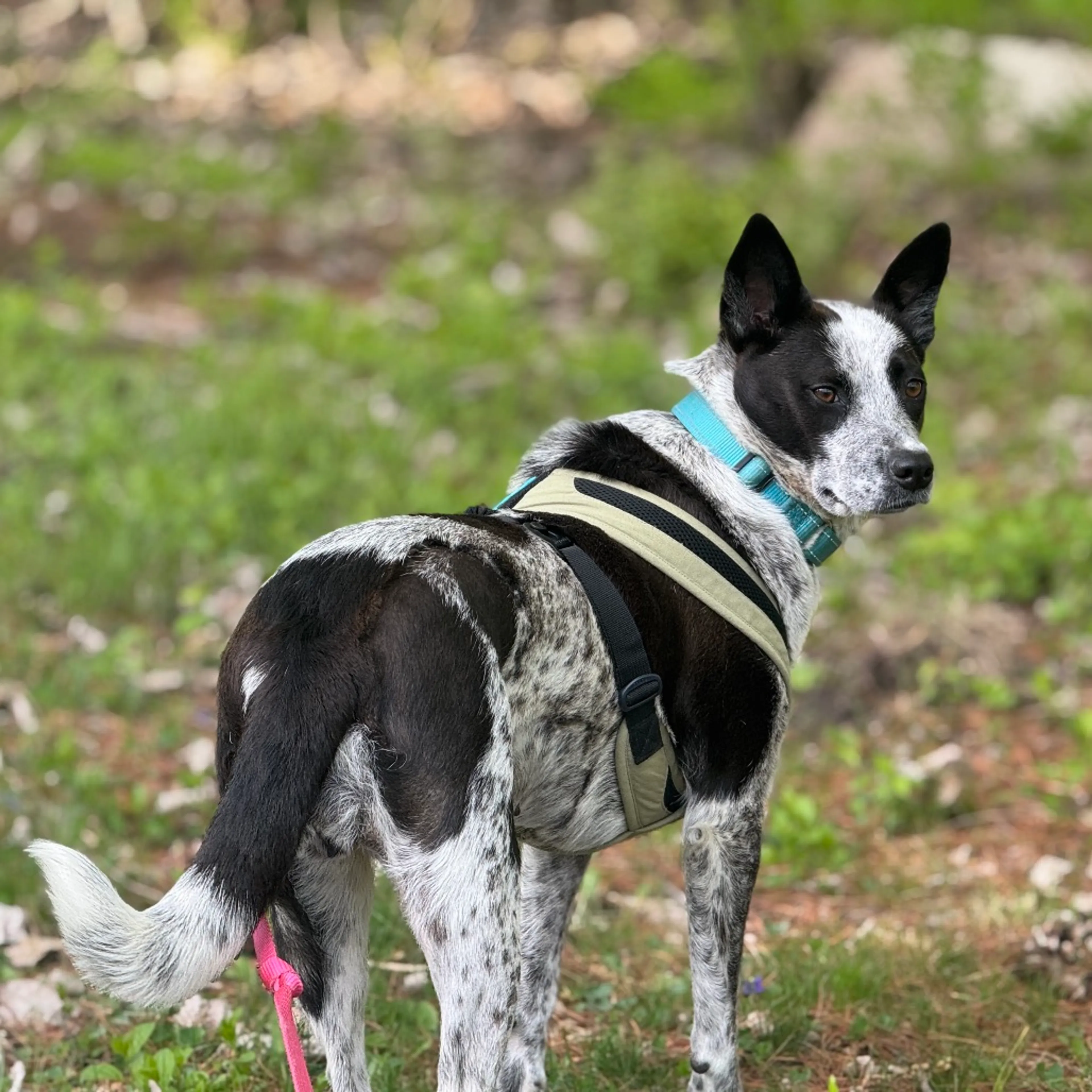 Found pet-1