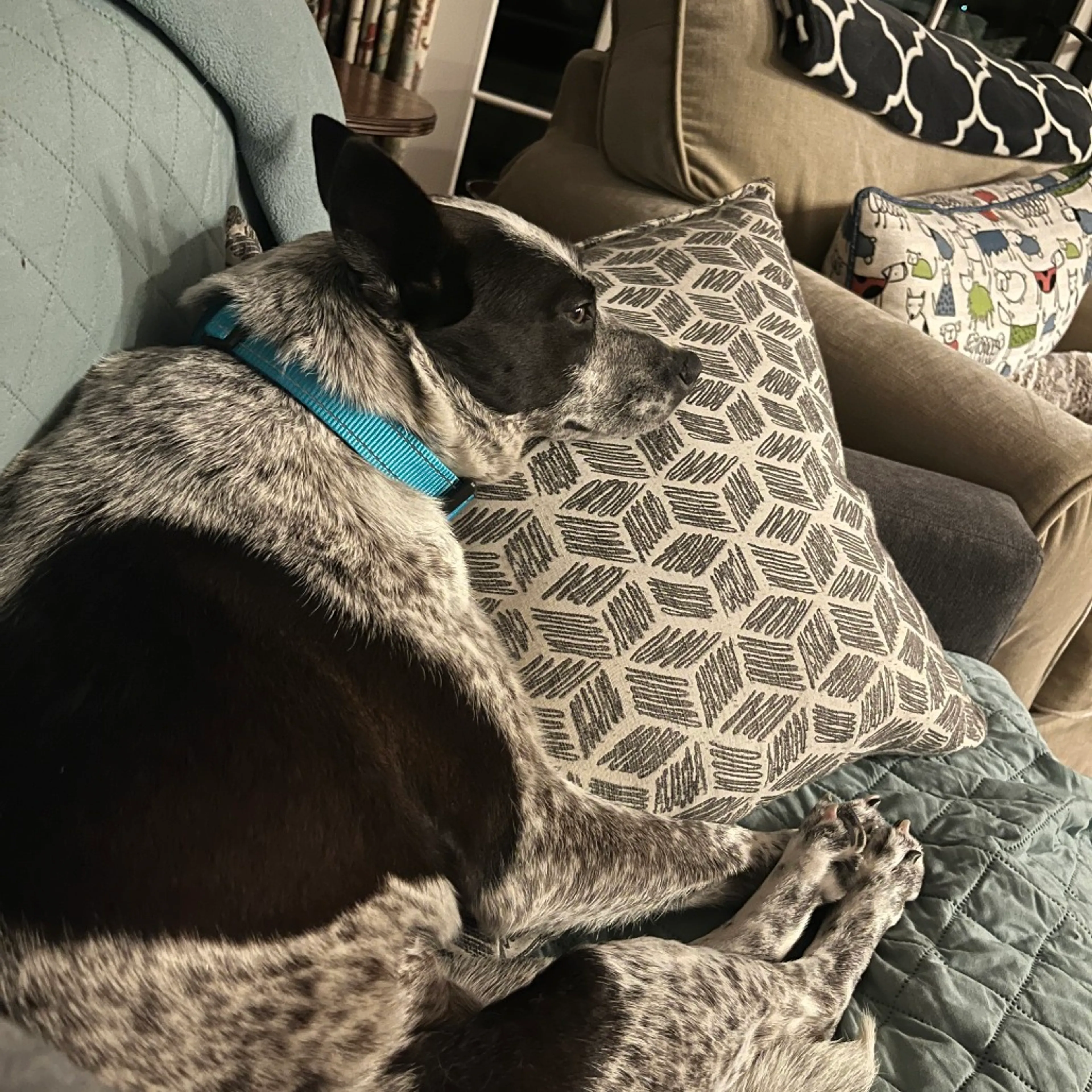 Found pet-5