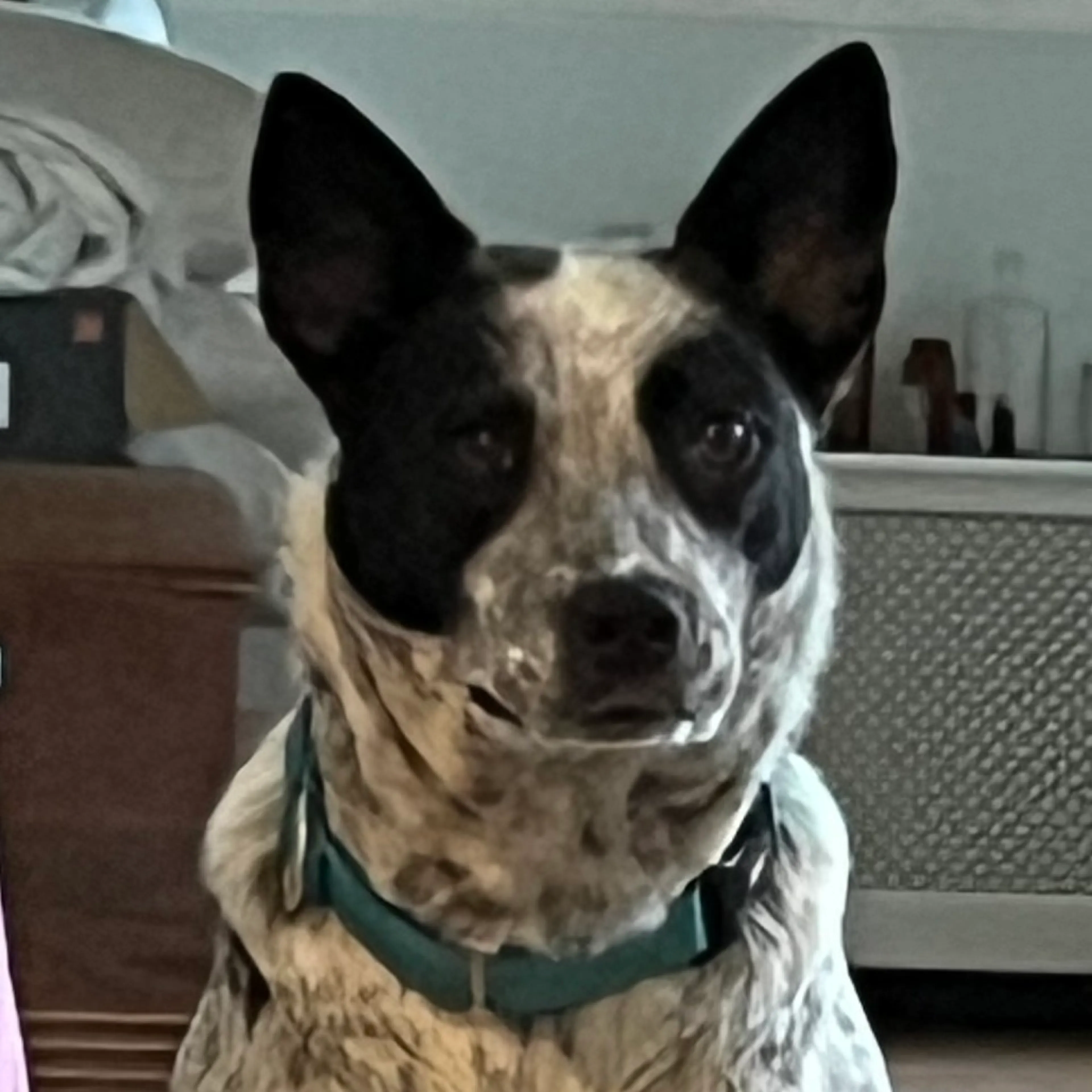 Found pet-6