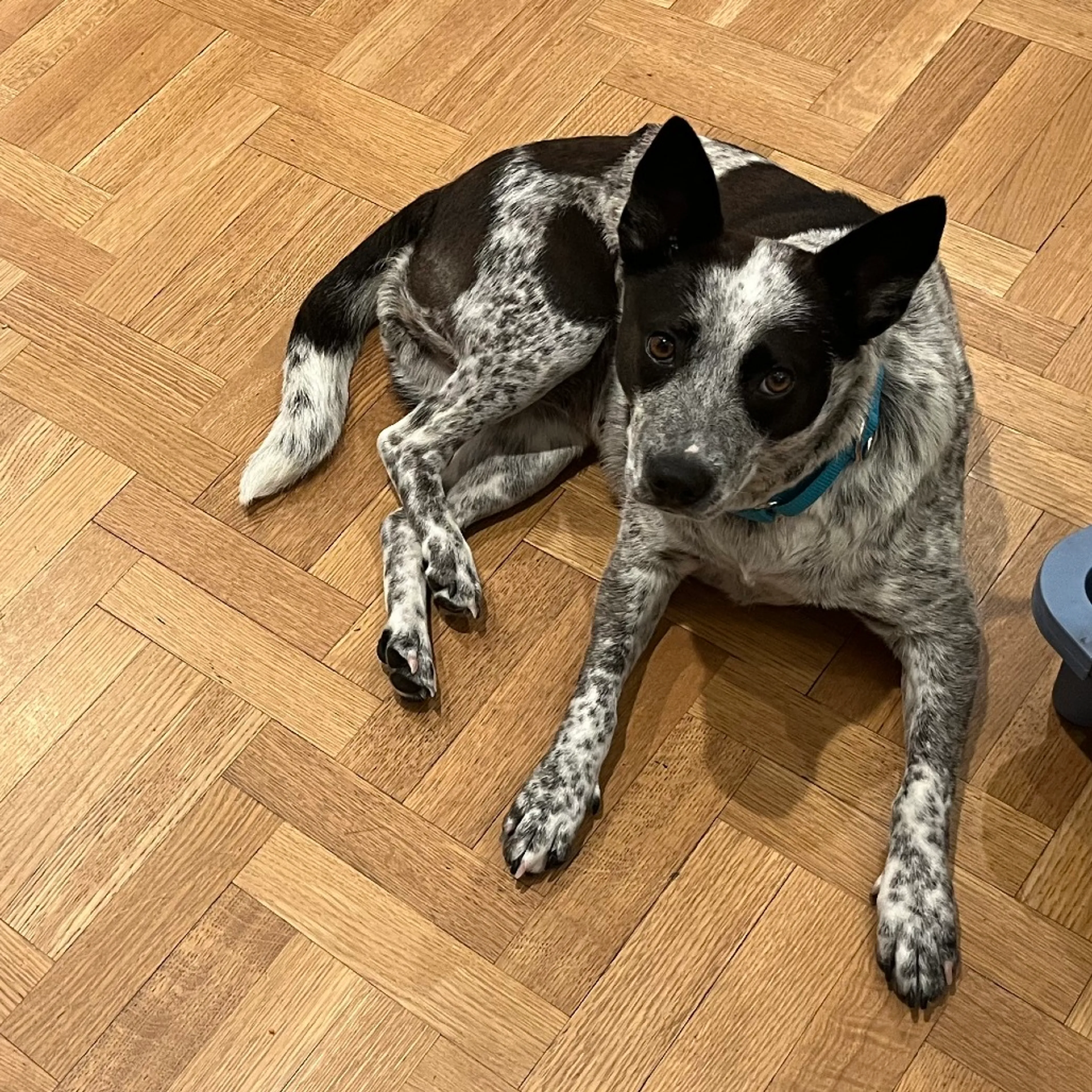 Found pet-4