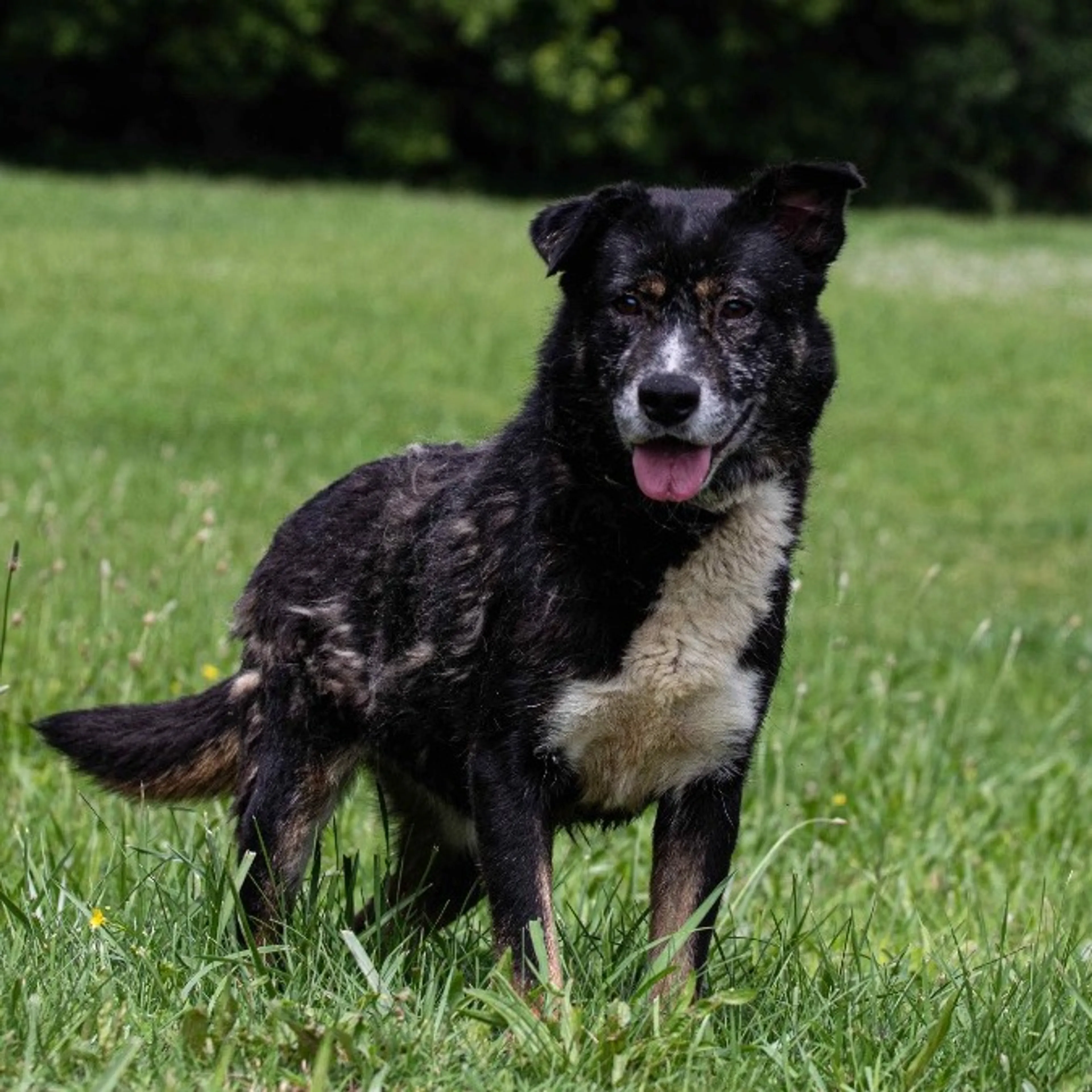 Found pet-2