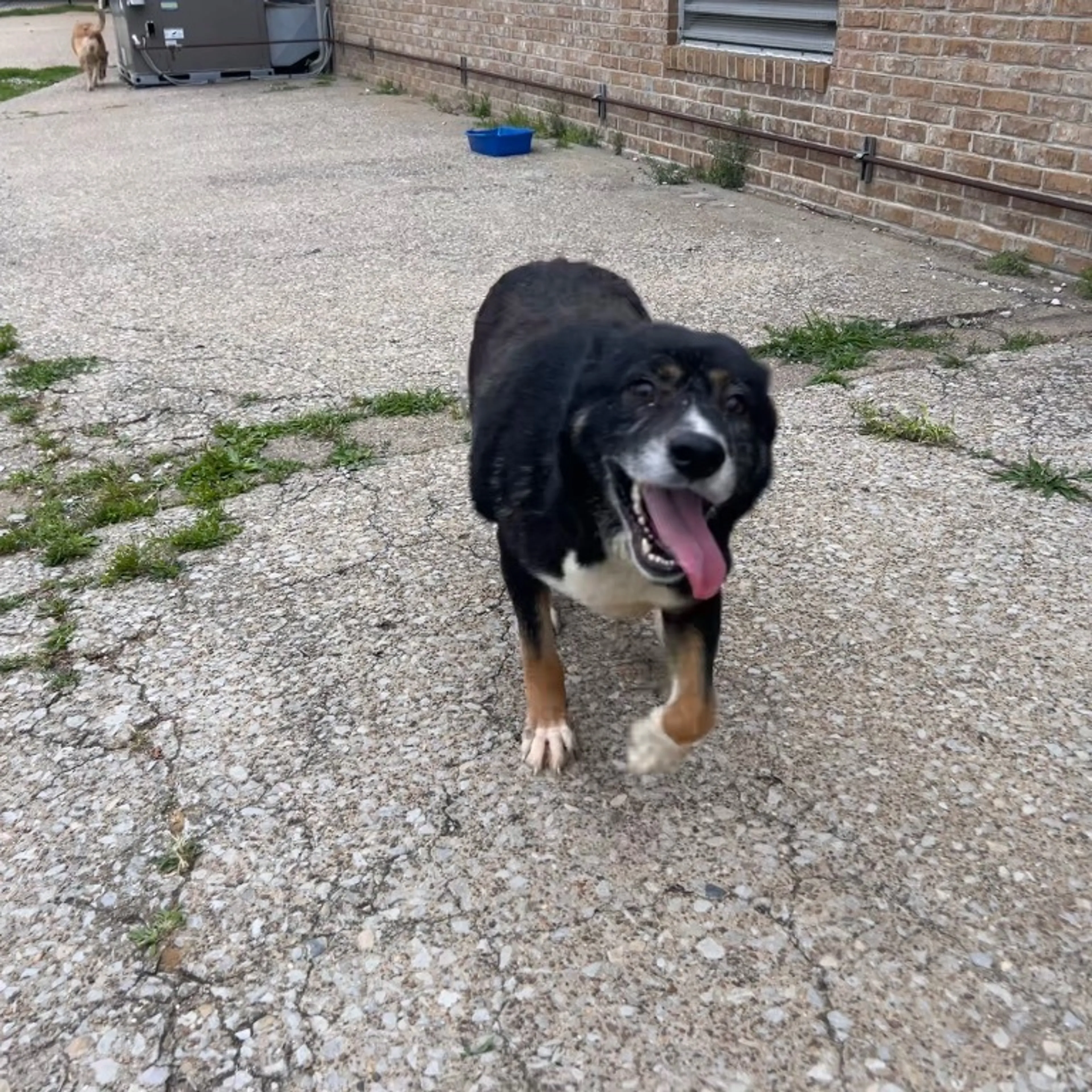 Found pet-3
