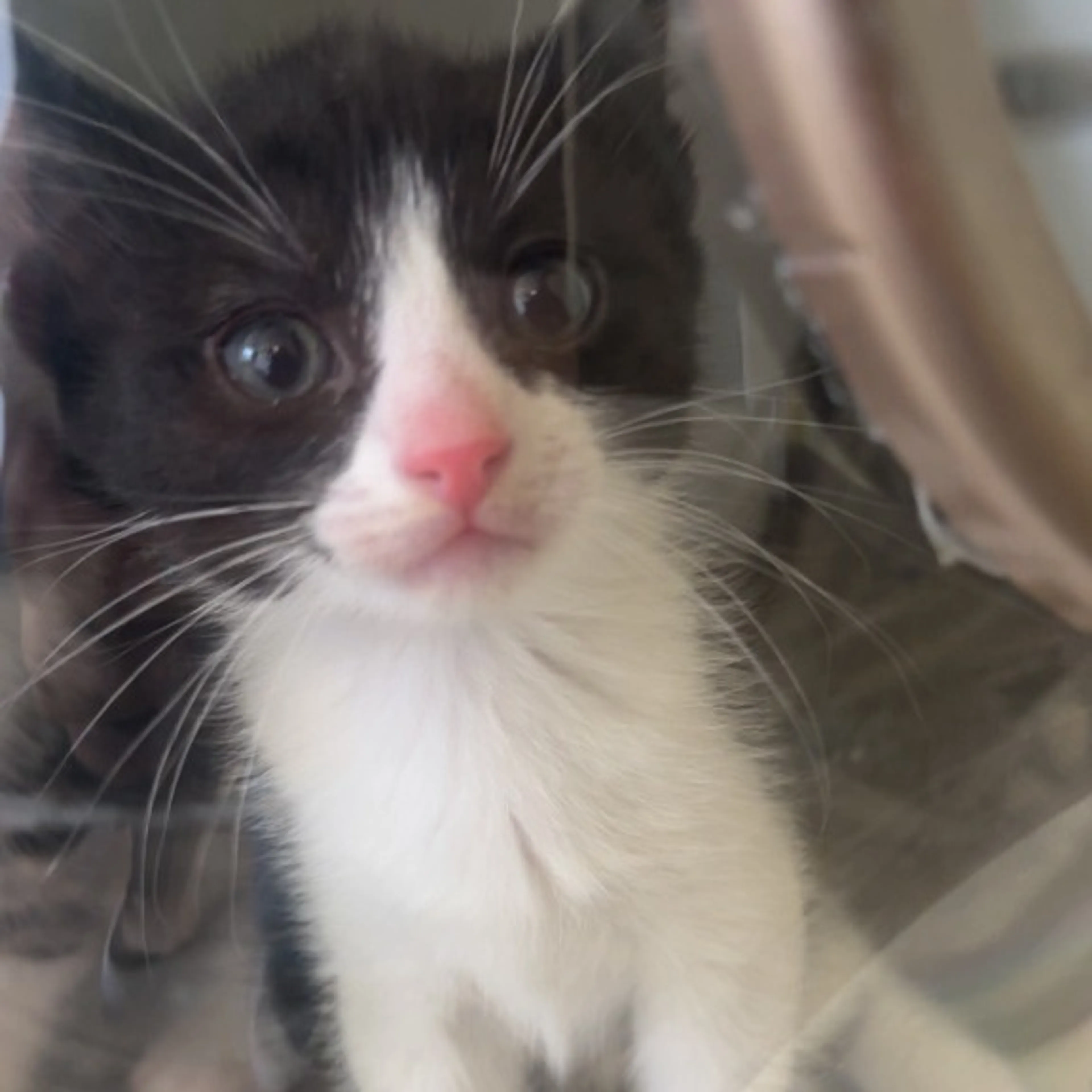Found pet