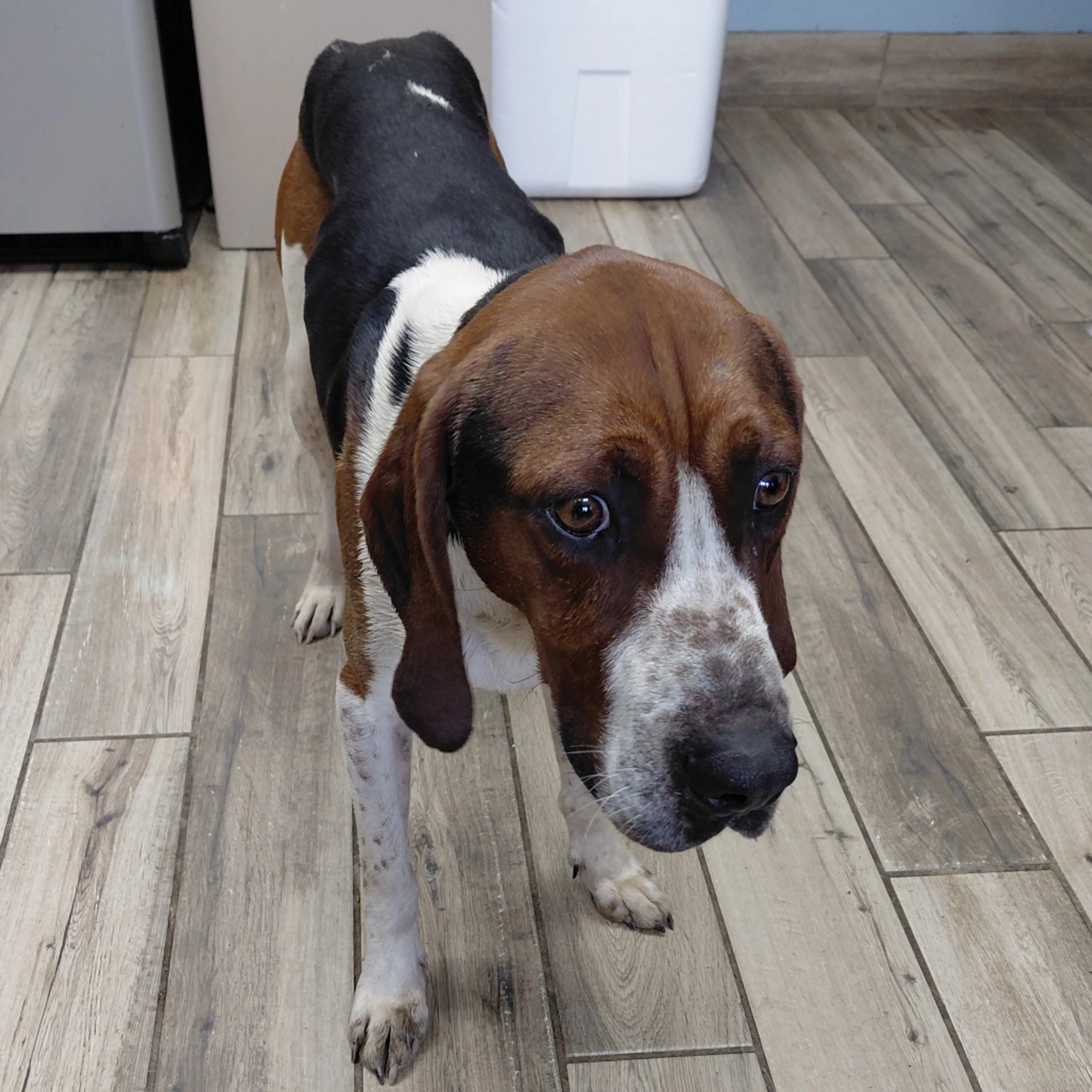 Found pet