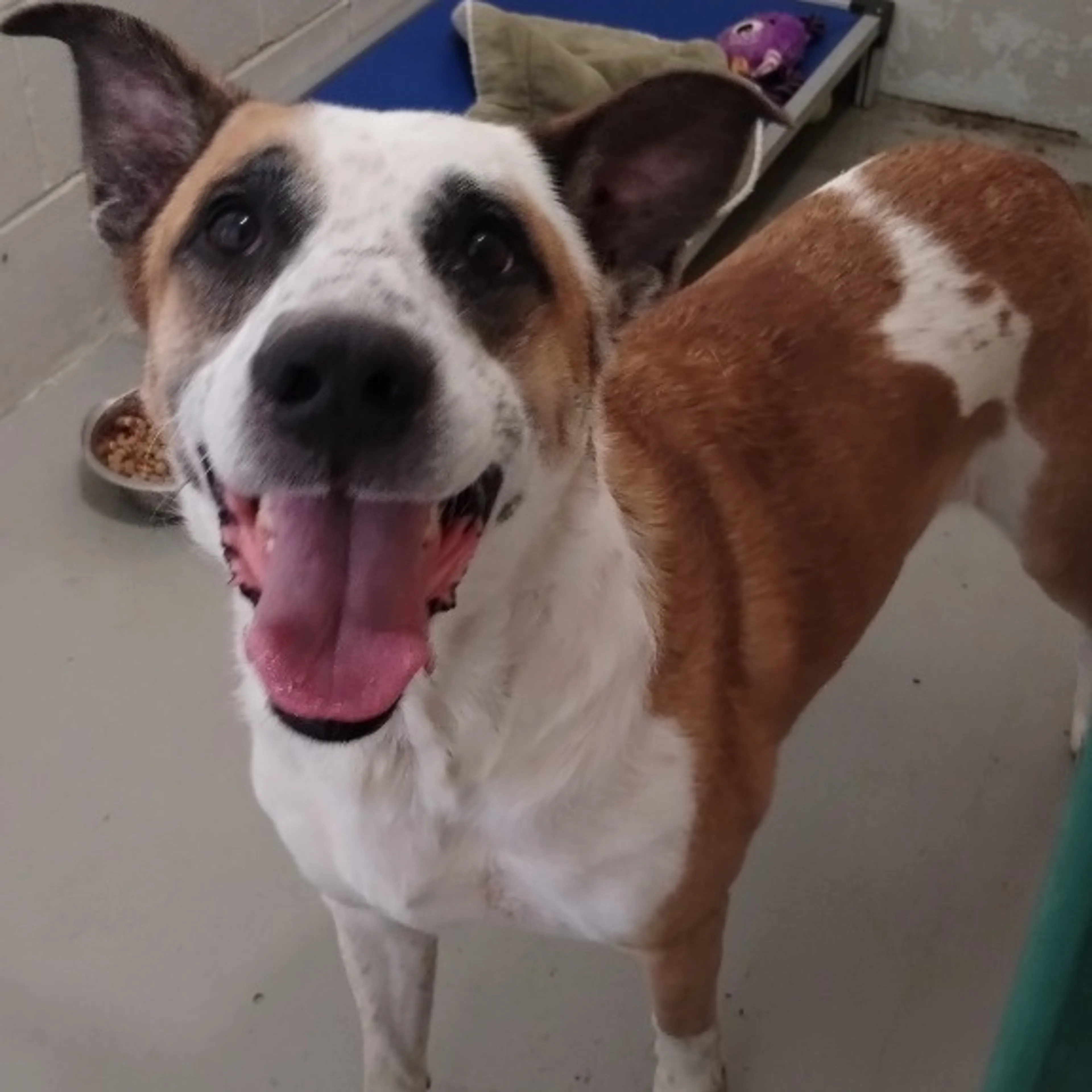 Found pet-2