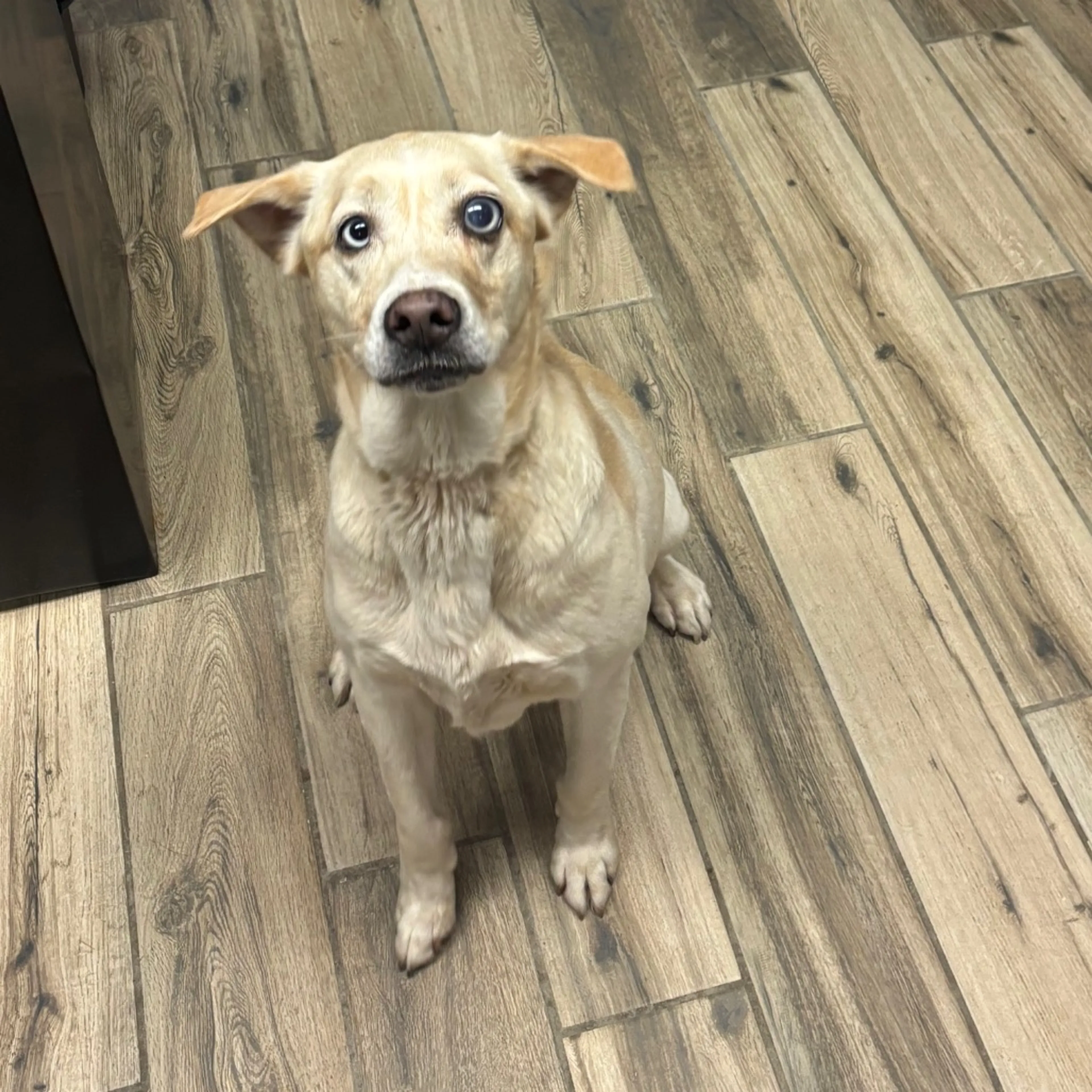 Found pet-1