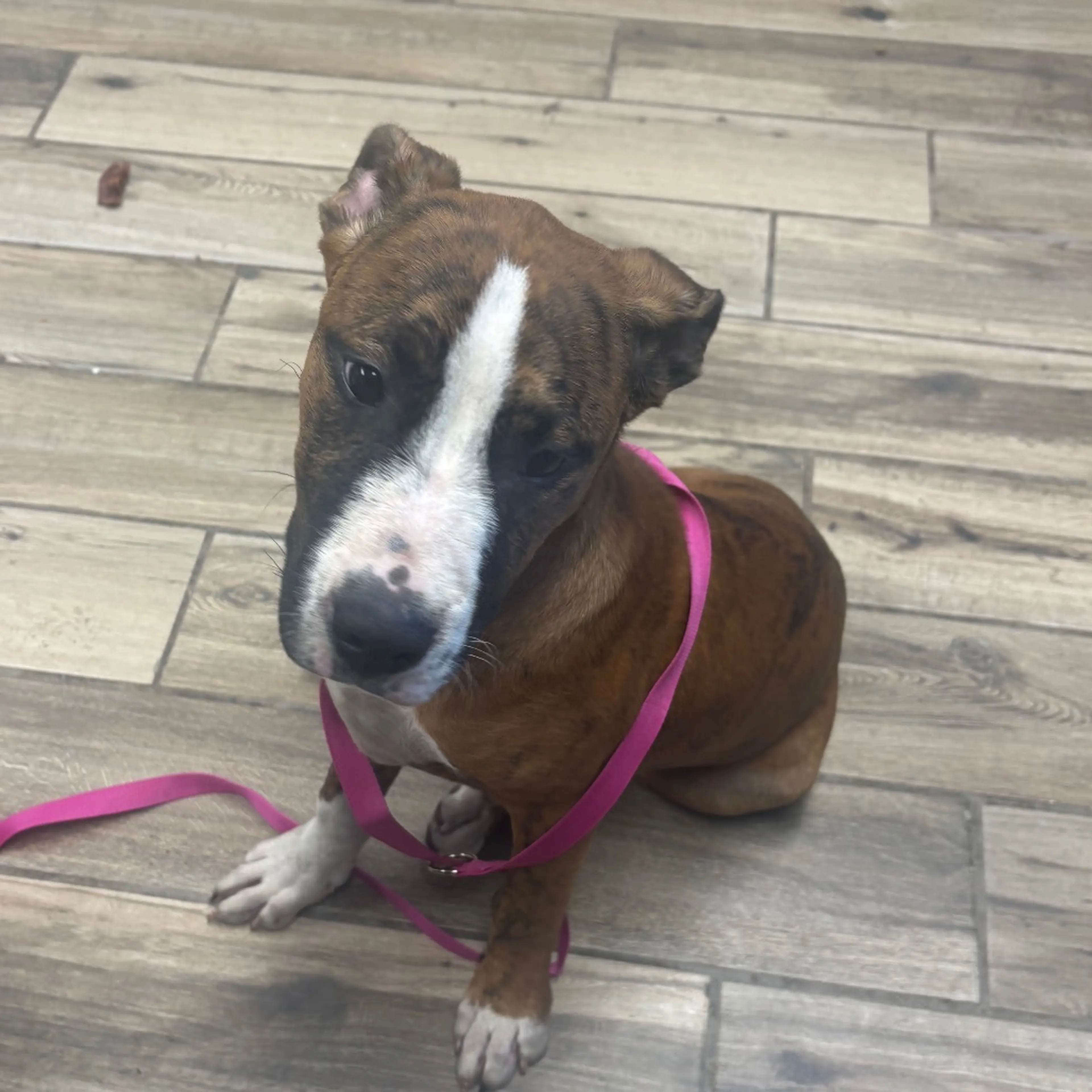 Found pet-1
