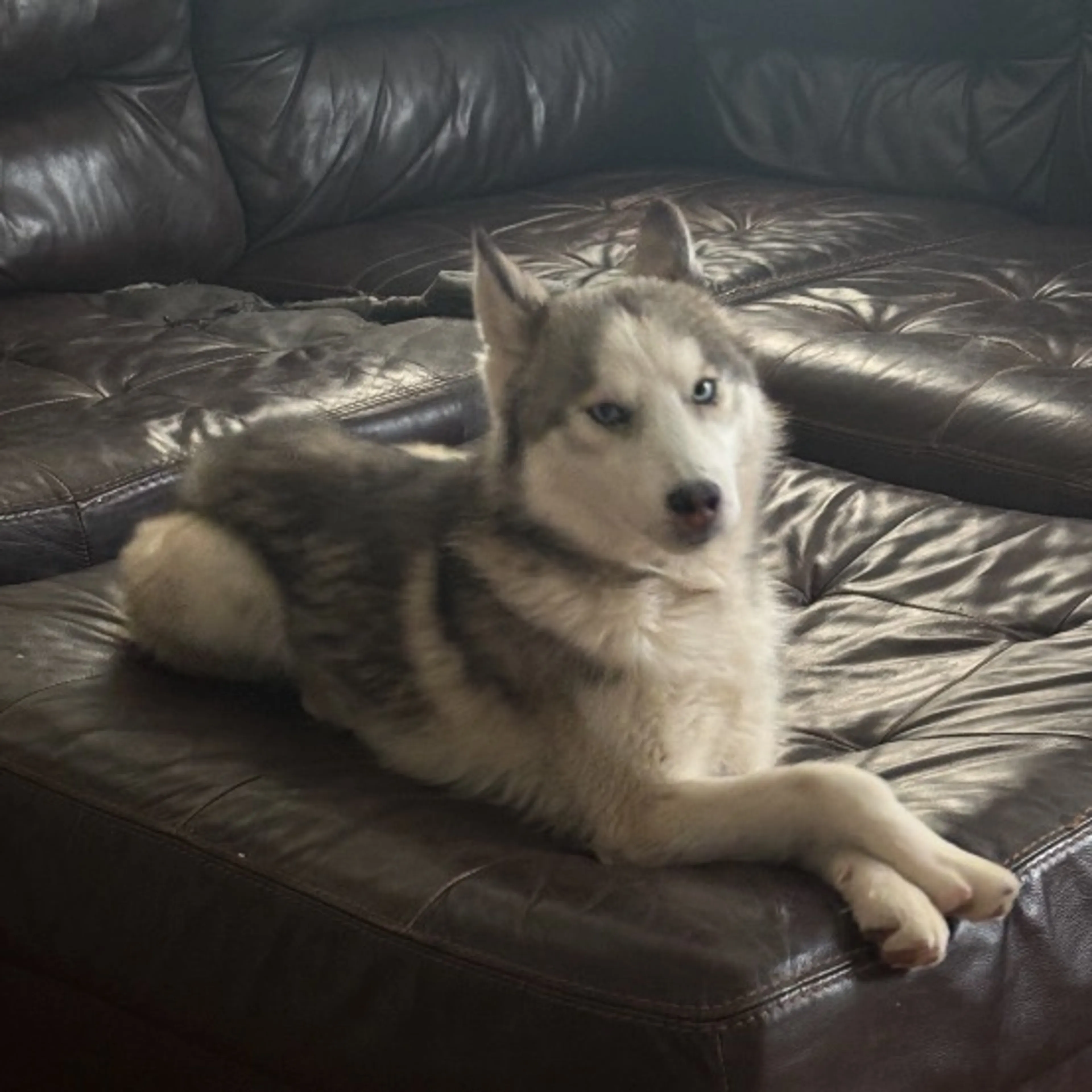Lost pet