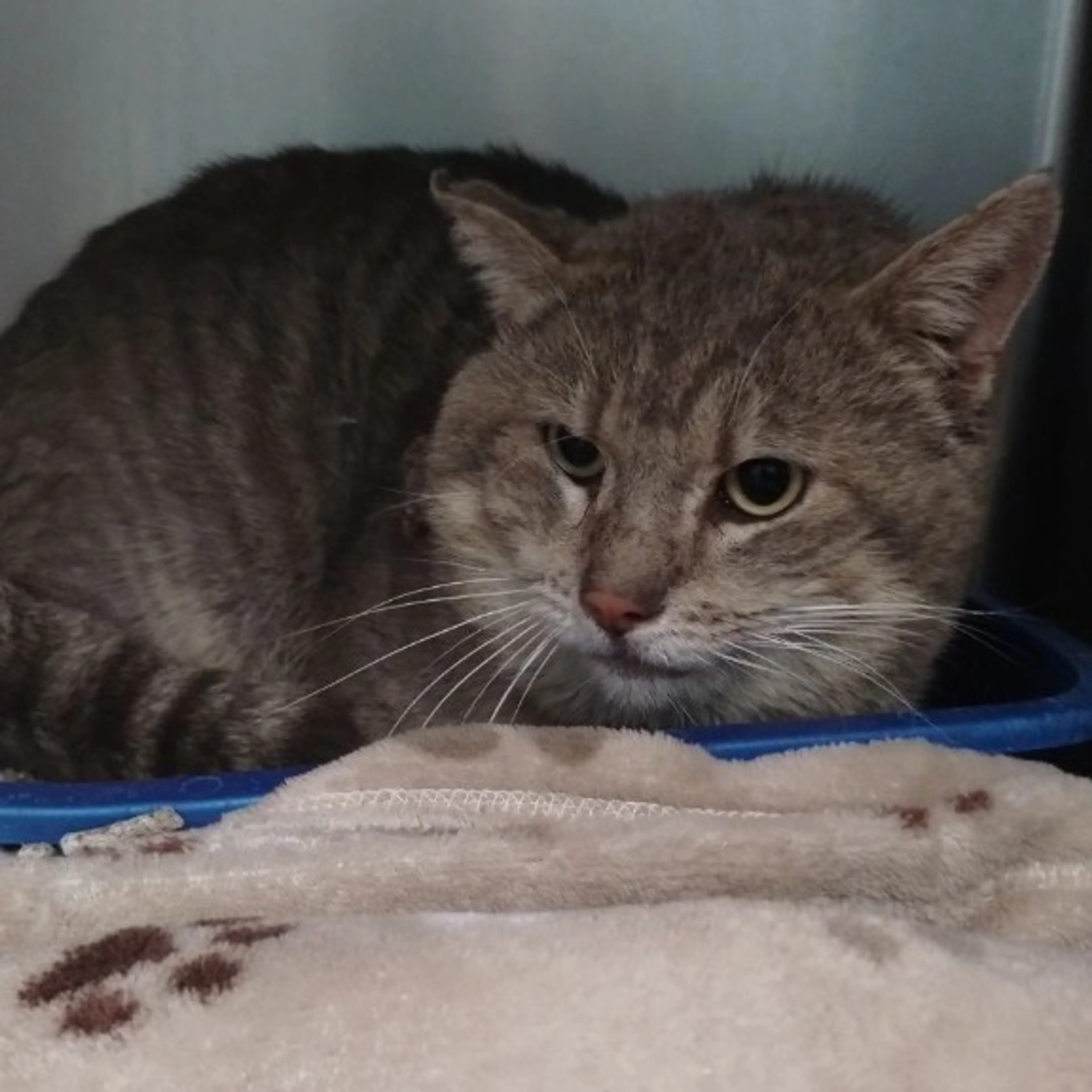 Found pet