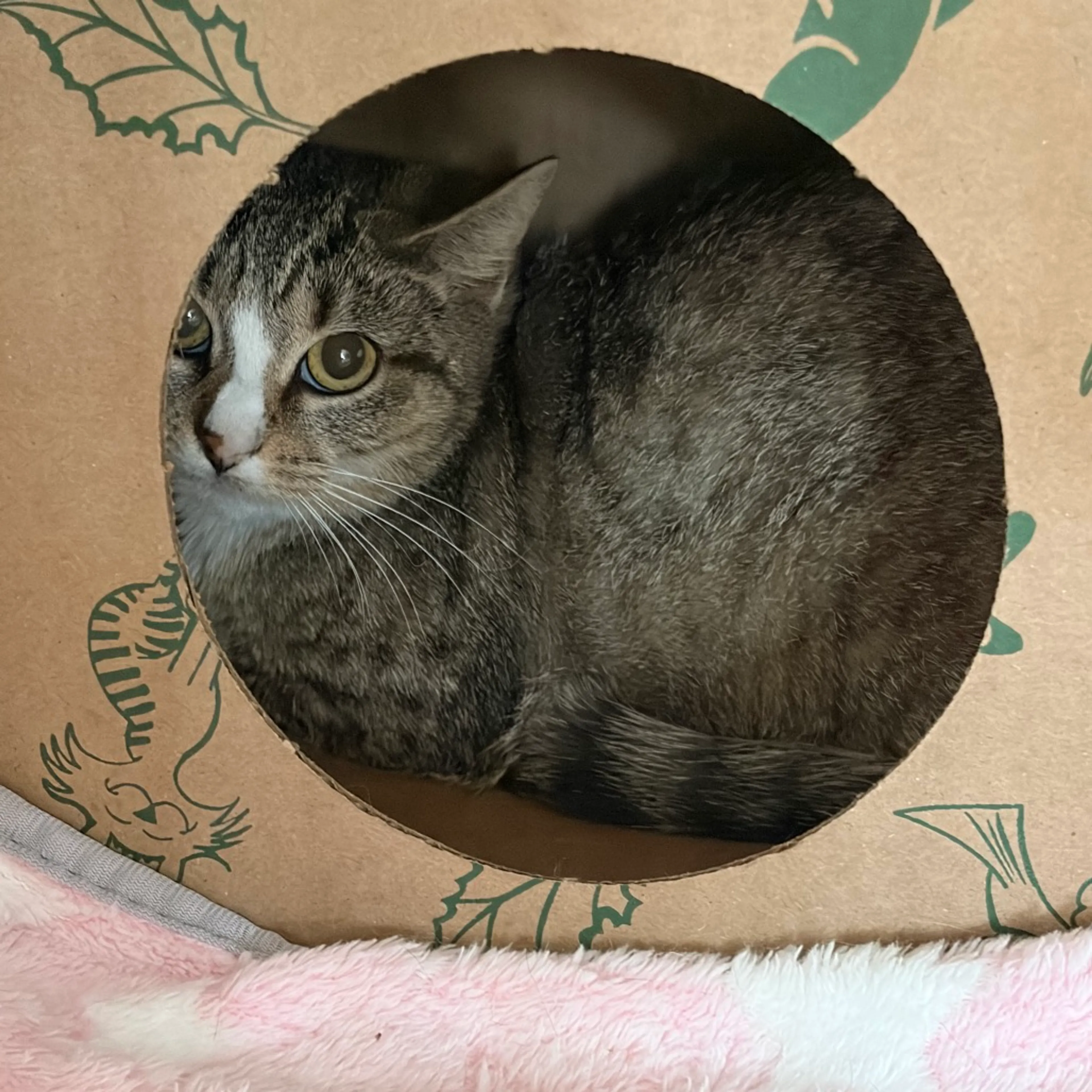 Found pet-1