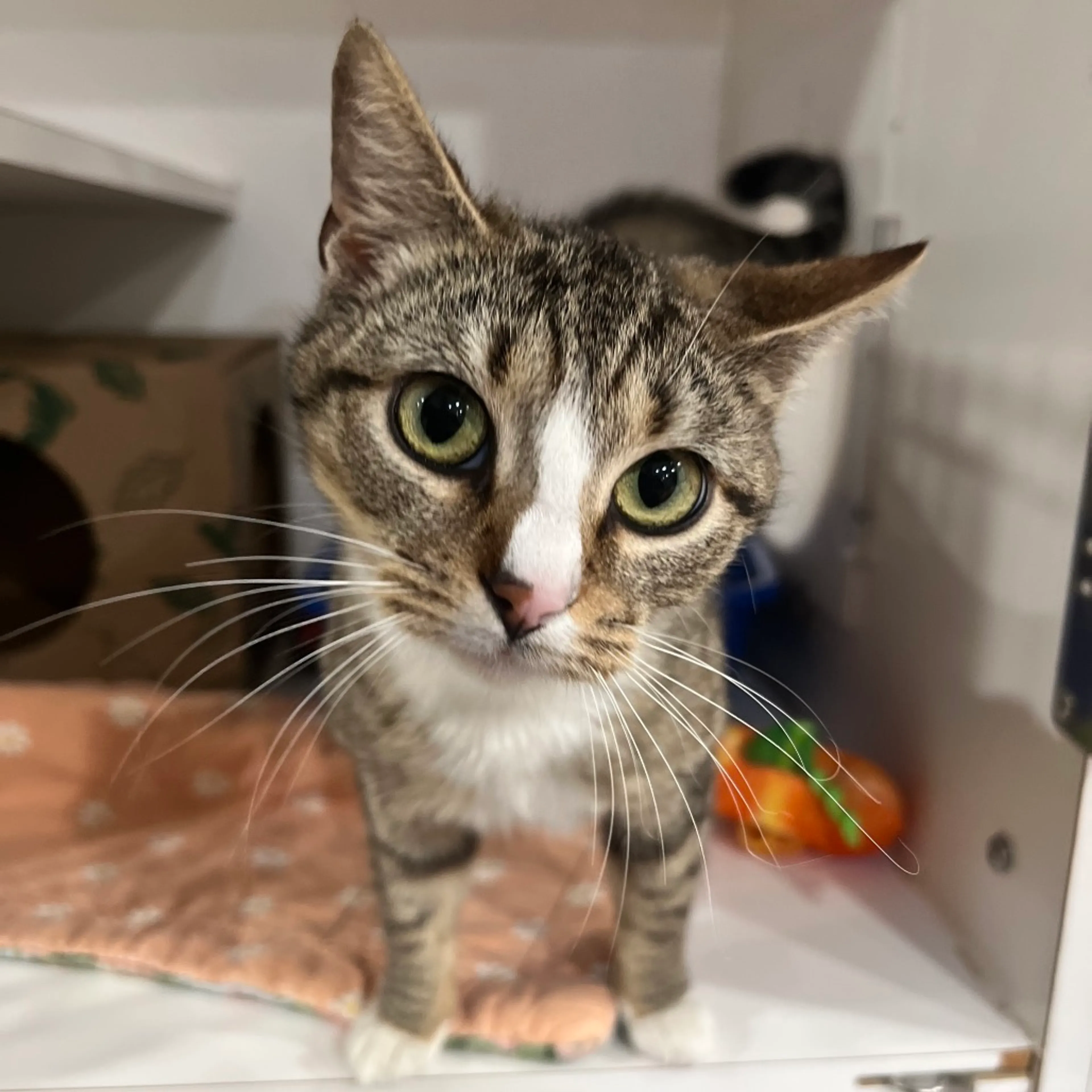 Found pet-2