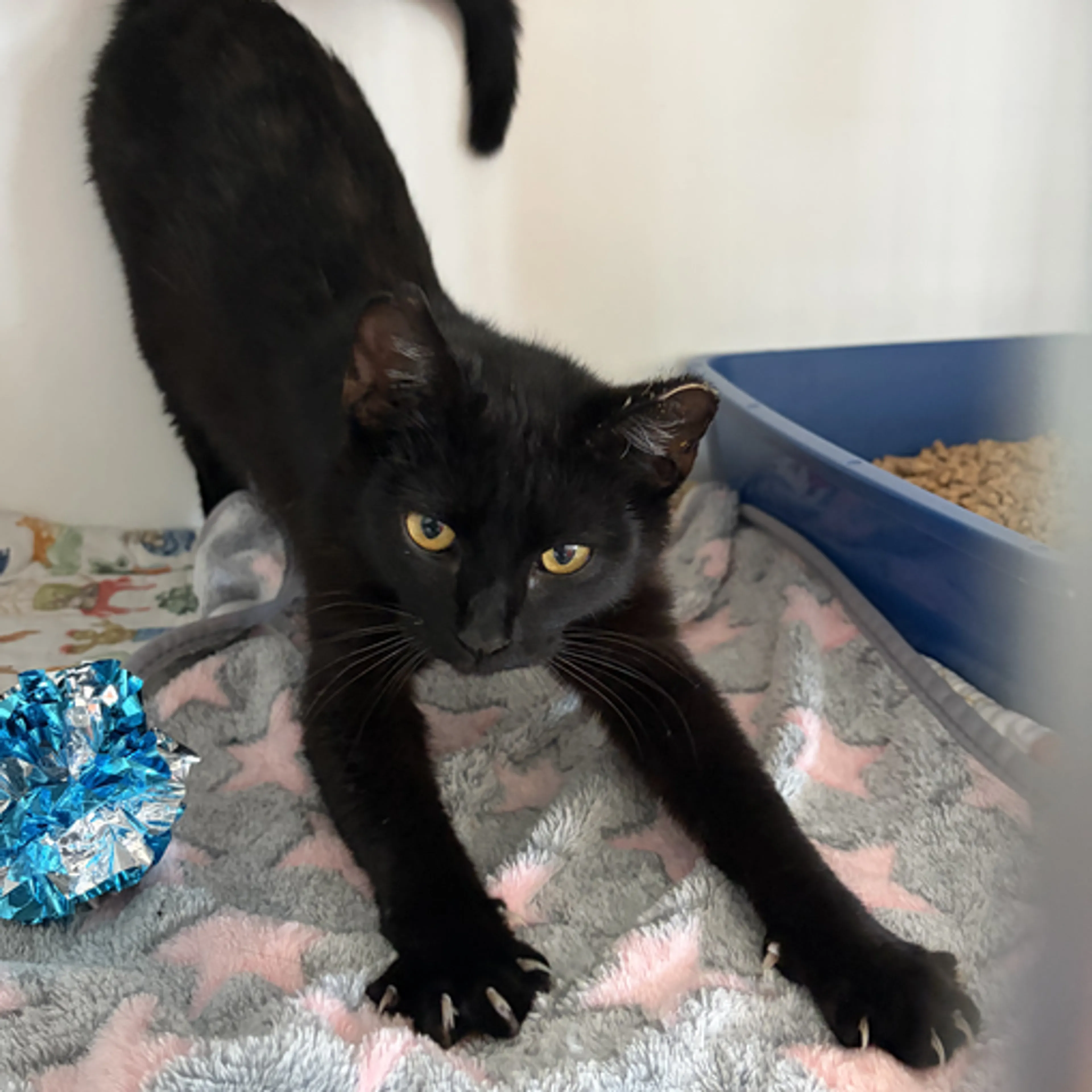 Found pet-1