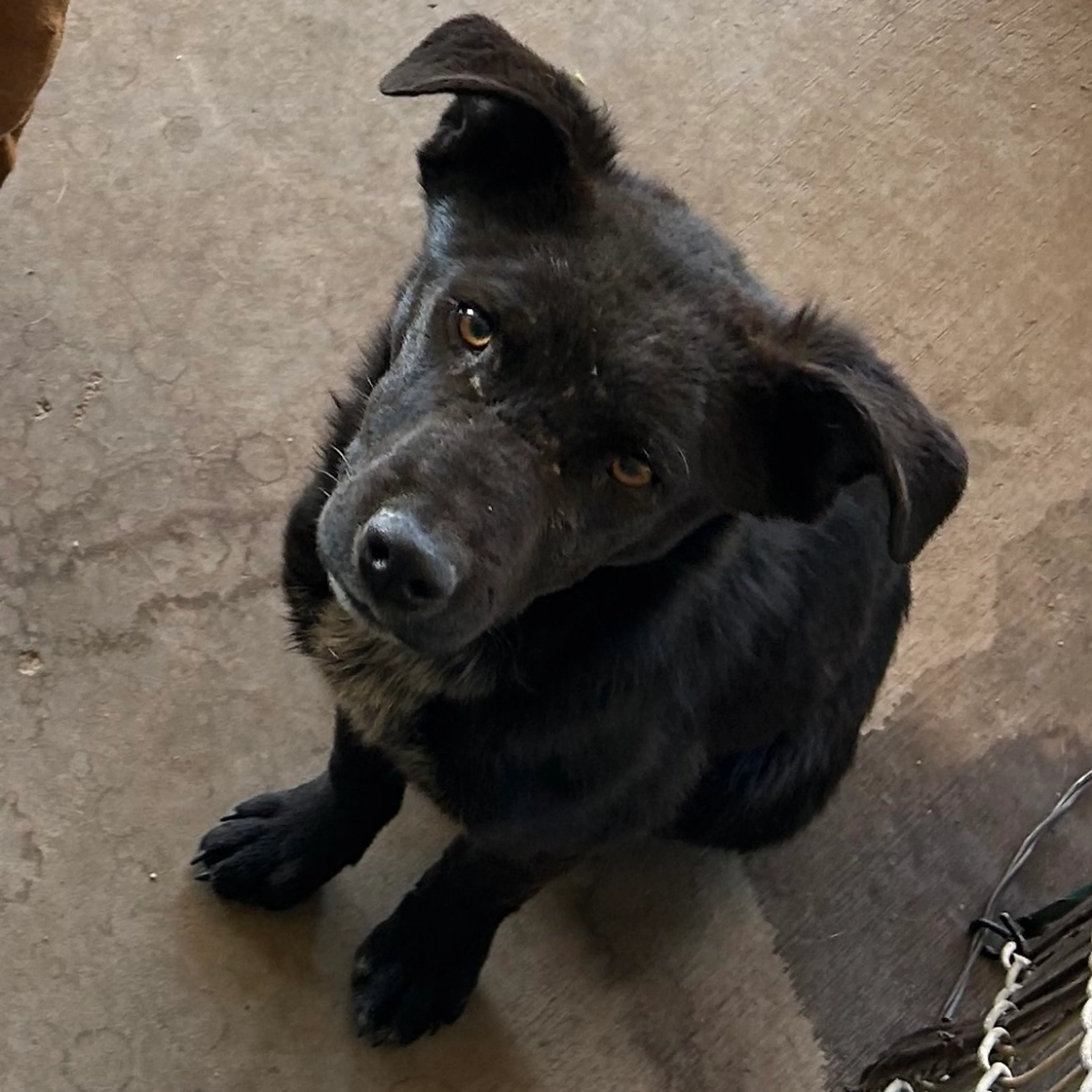 Found pet-1
