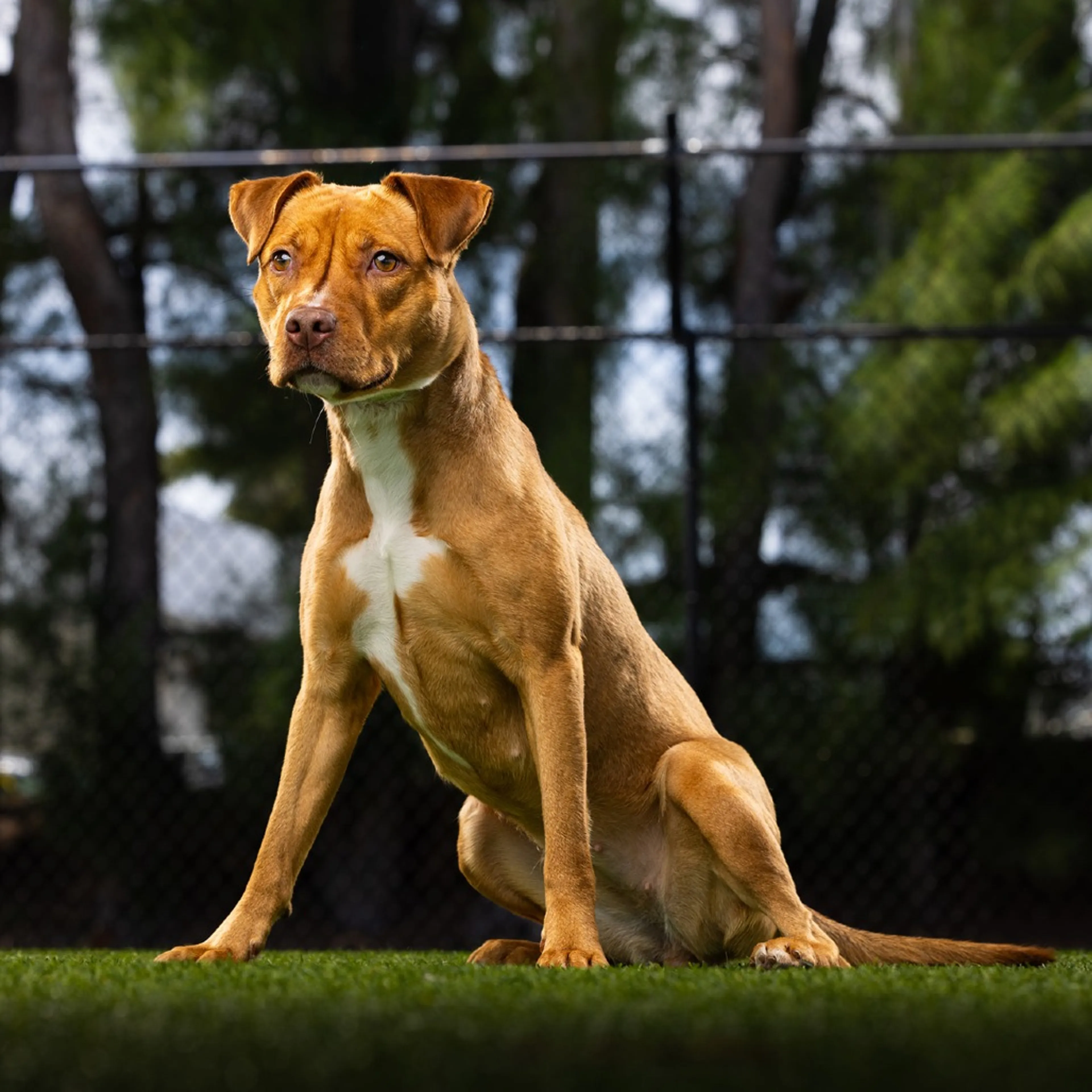 Found pet-2