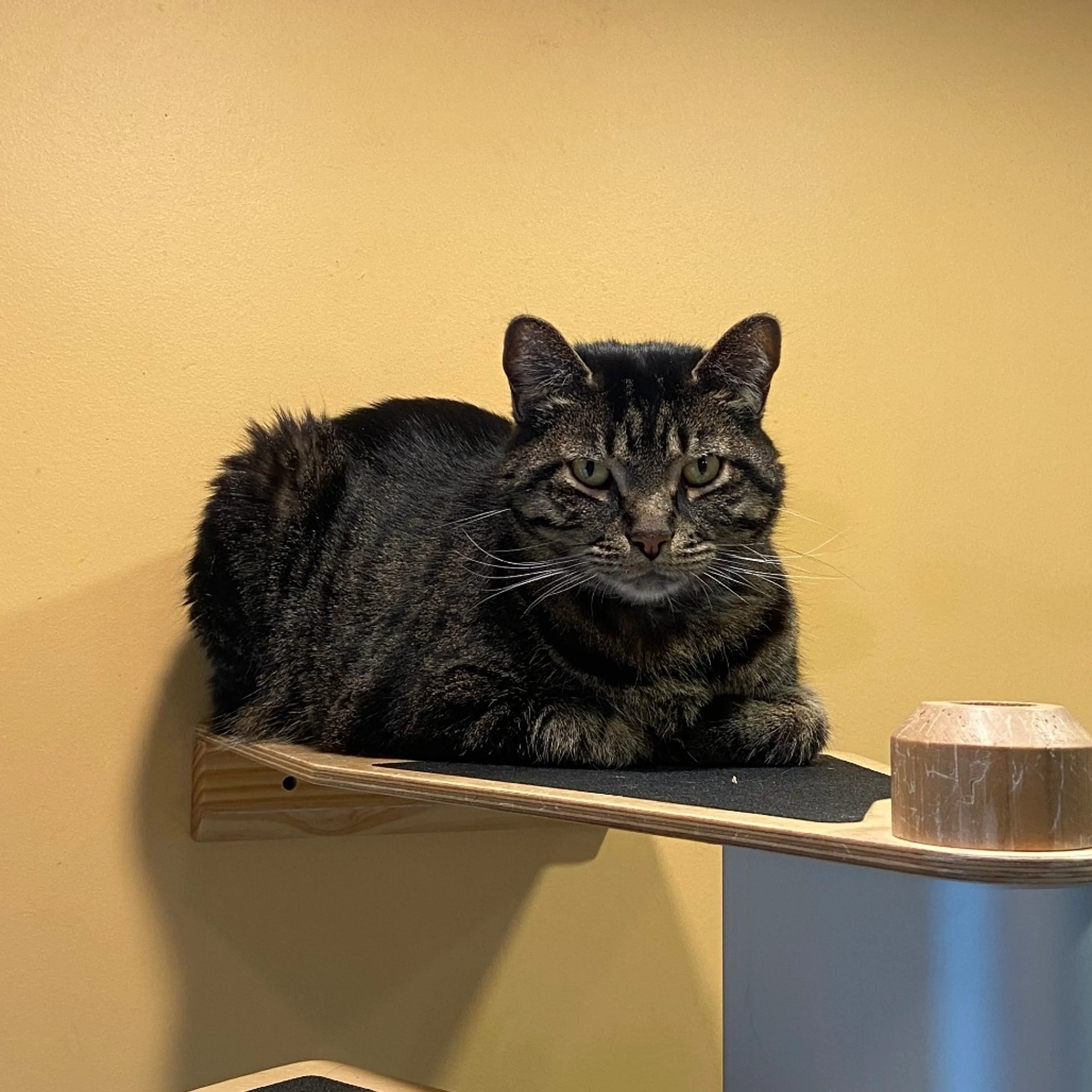 Found pet-5