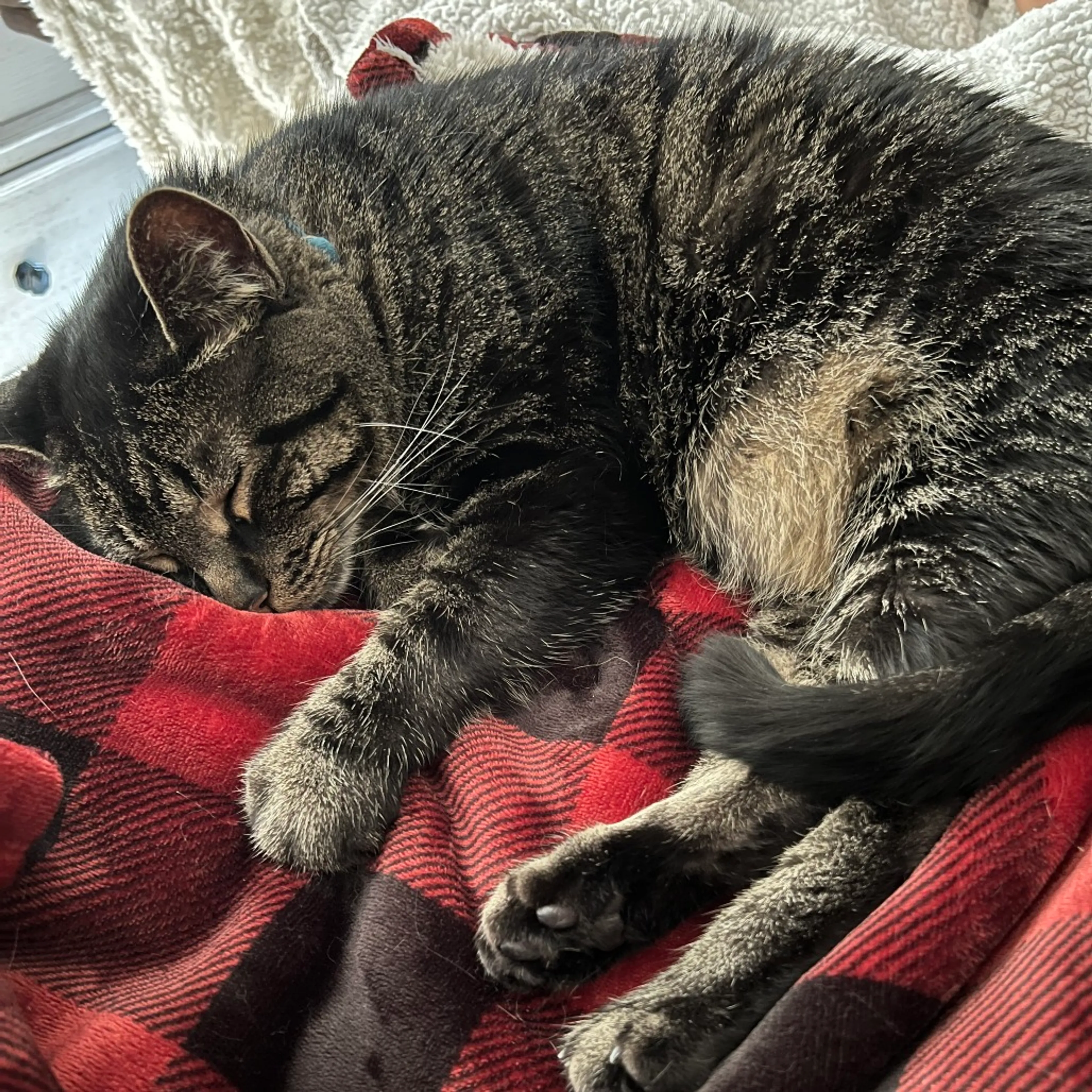 Found pet-1