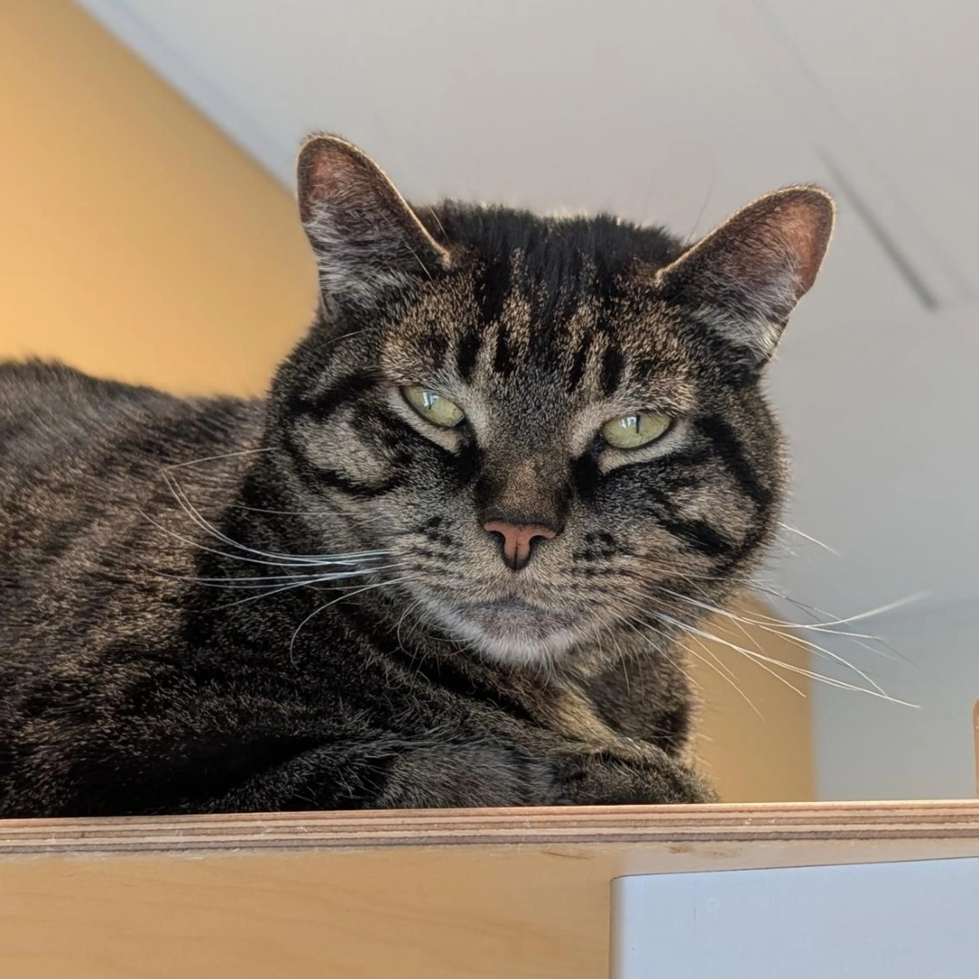 Found pet-8